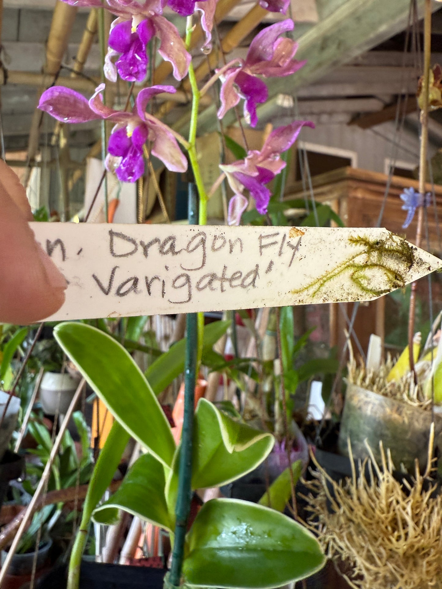 Den. Firefly "Variegated leaves"