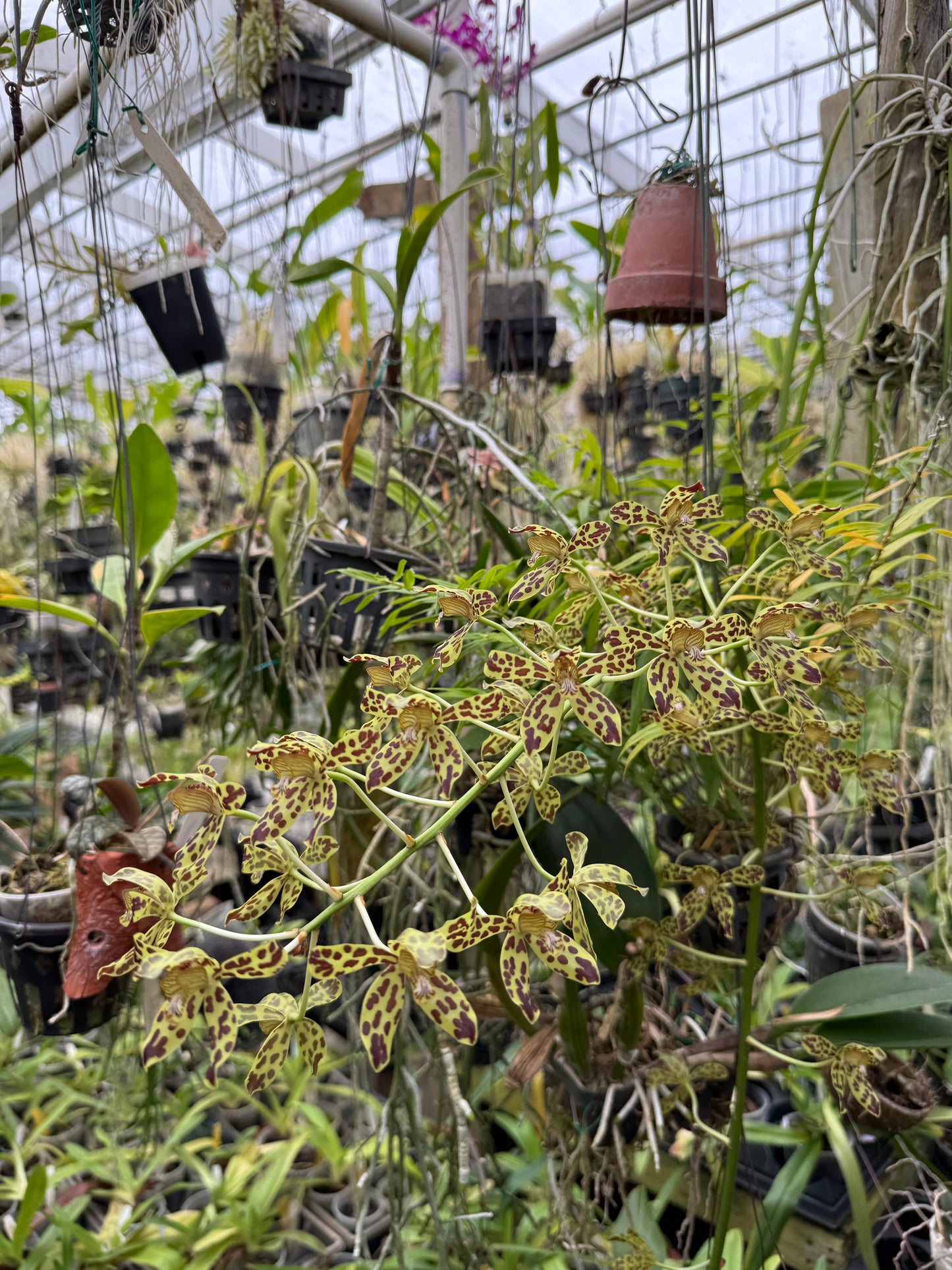 Grammatophyllum Fely's Sunray