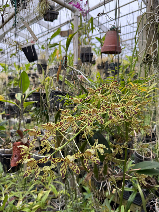 Grammatophyllum Fely's Sunray