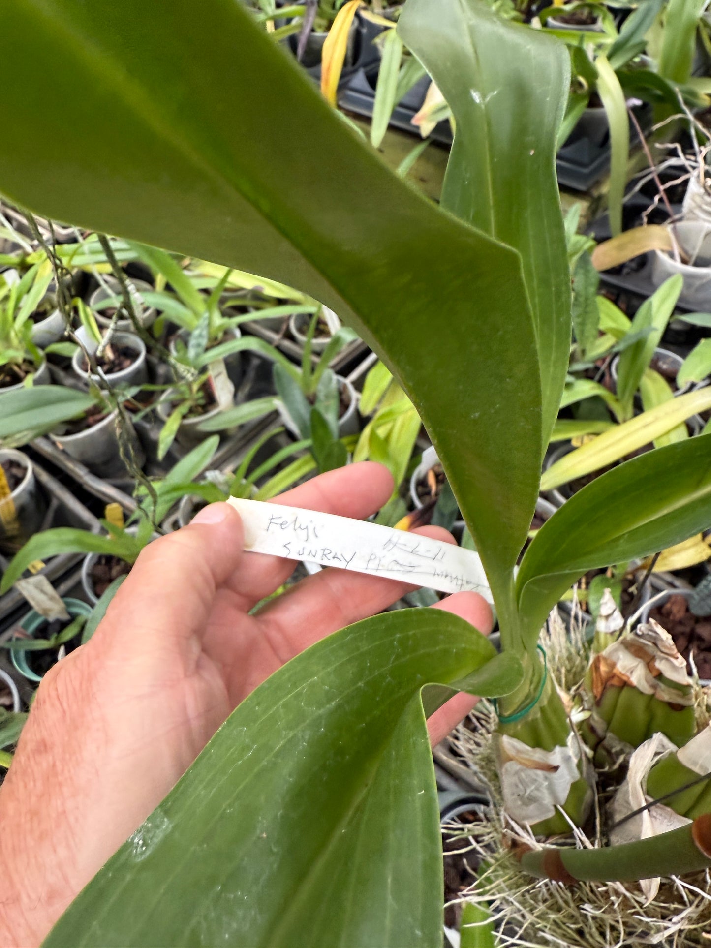 Grammatophyllum Fely's Sunray