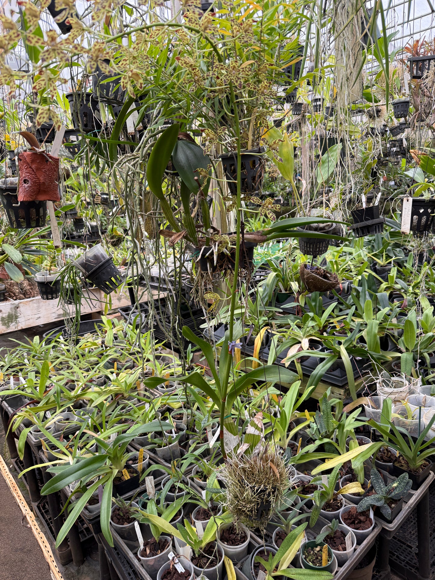 Grammatophyllum Fely's Sunray