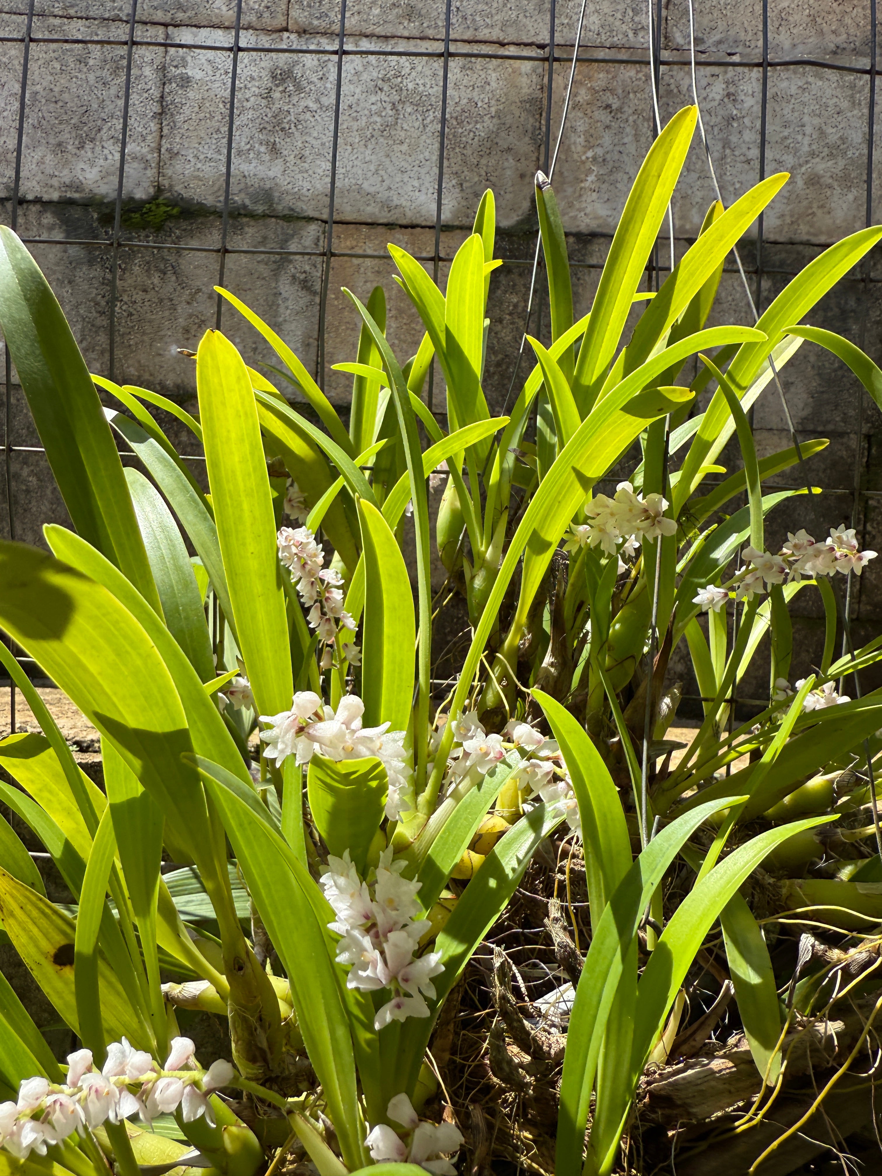 Eria Spicata species (rare) – Orchid Alley
