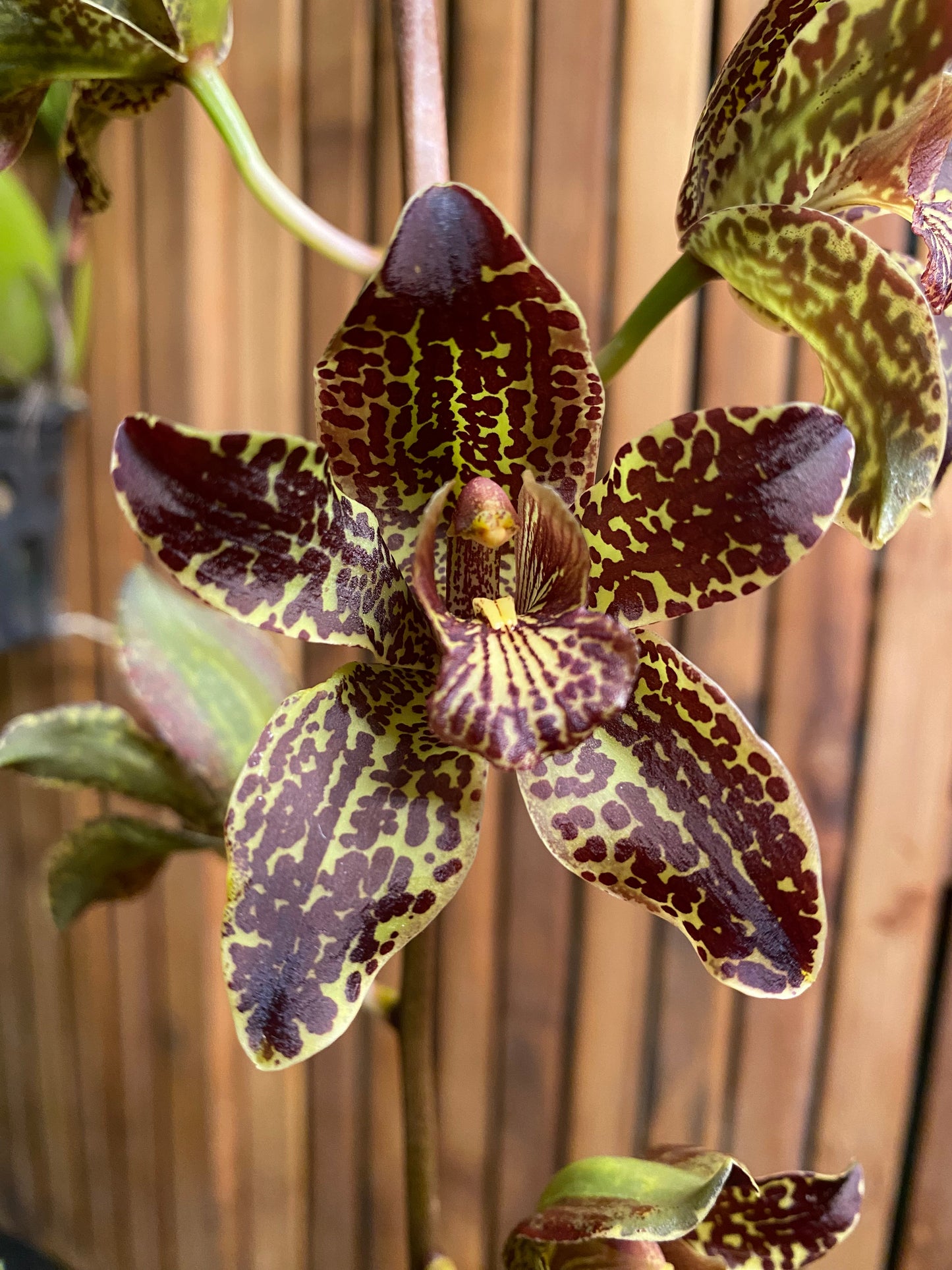 Grammatophyllum Jumbo Grand 'PK'