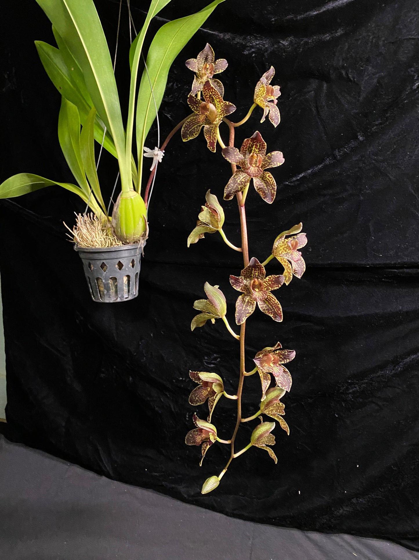 Grammatophyllum Jumbo Grand 'PK'