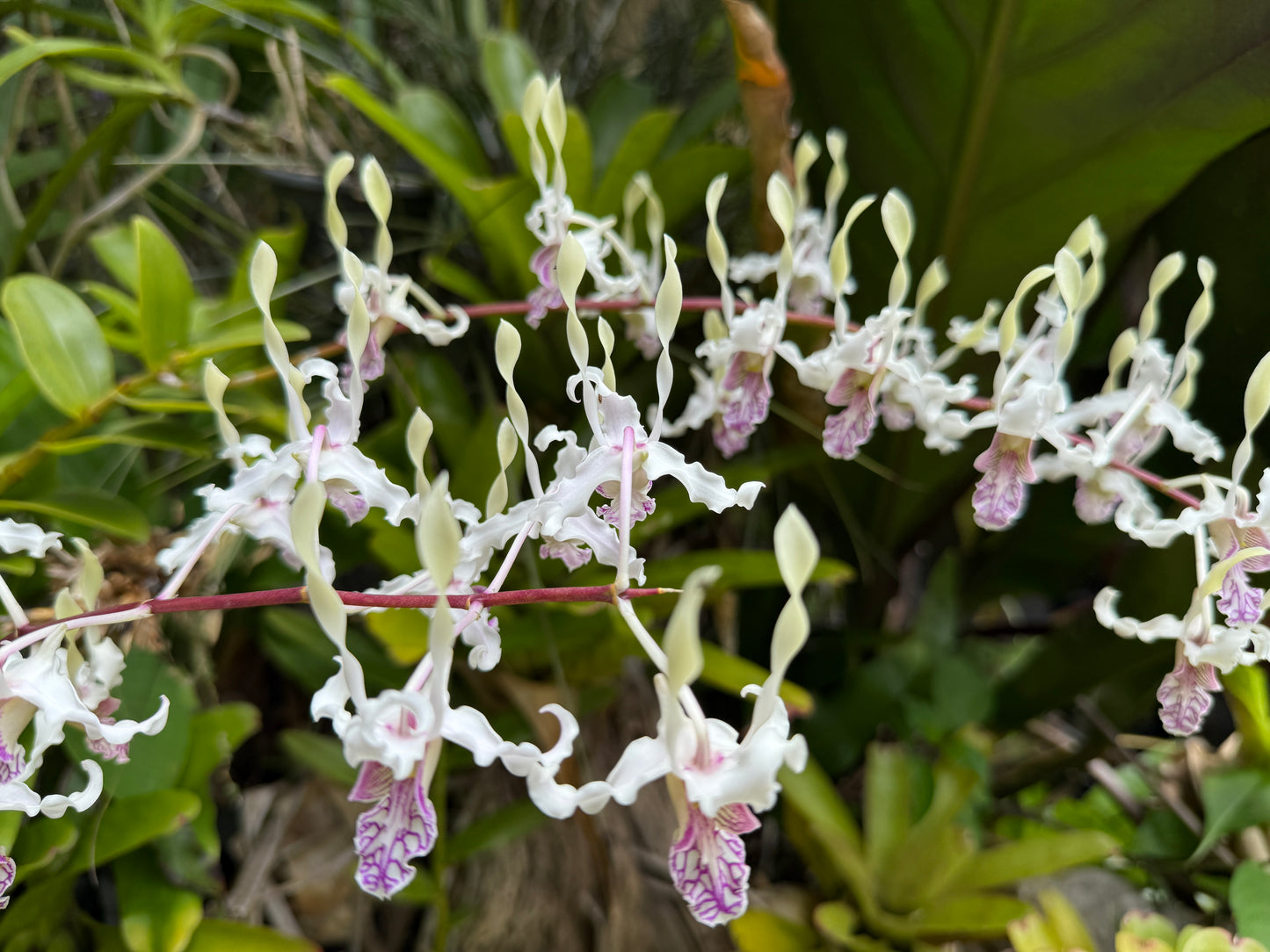 Den. stratiotes x lineale 'Orchid Alley'