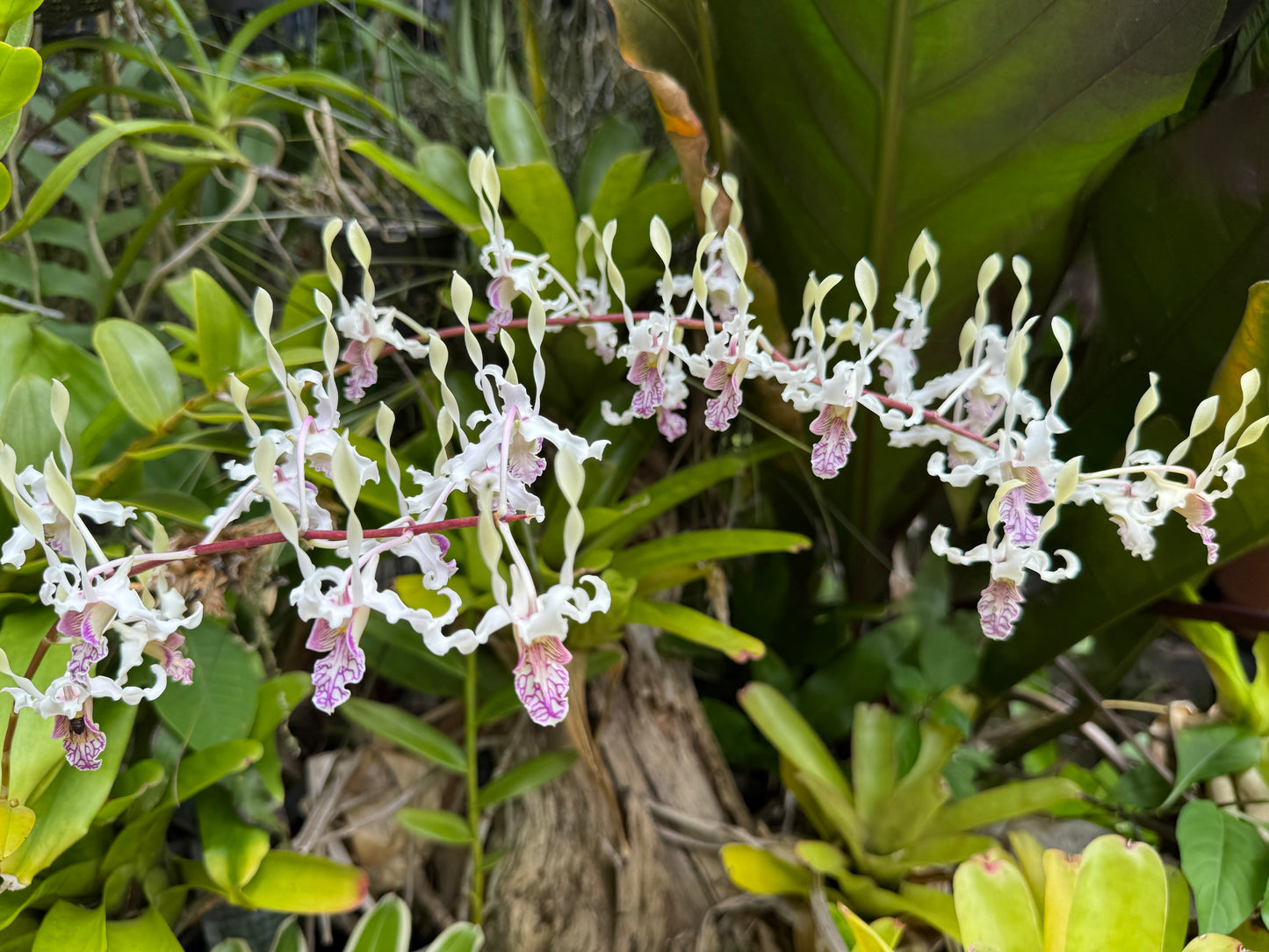 Den. stratiotes x lineale 'Orchid Alley'