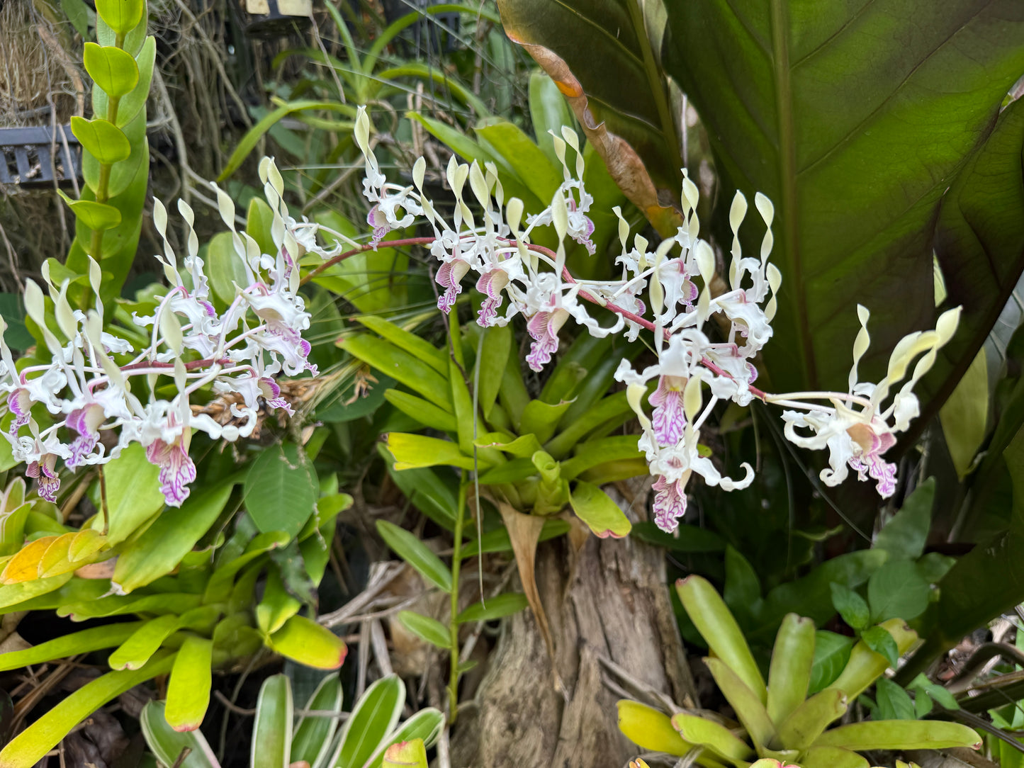 Den. stratiotes x lineale 'Orchid Alley'