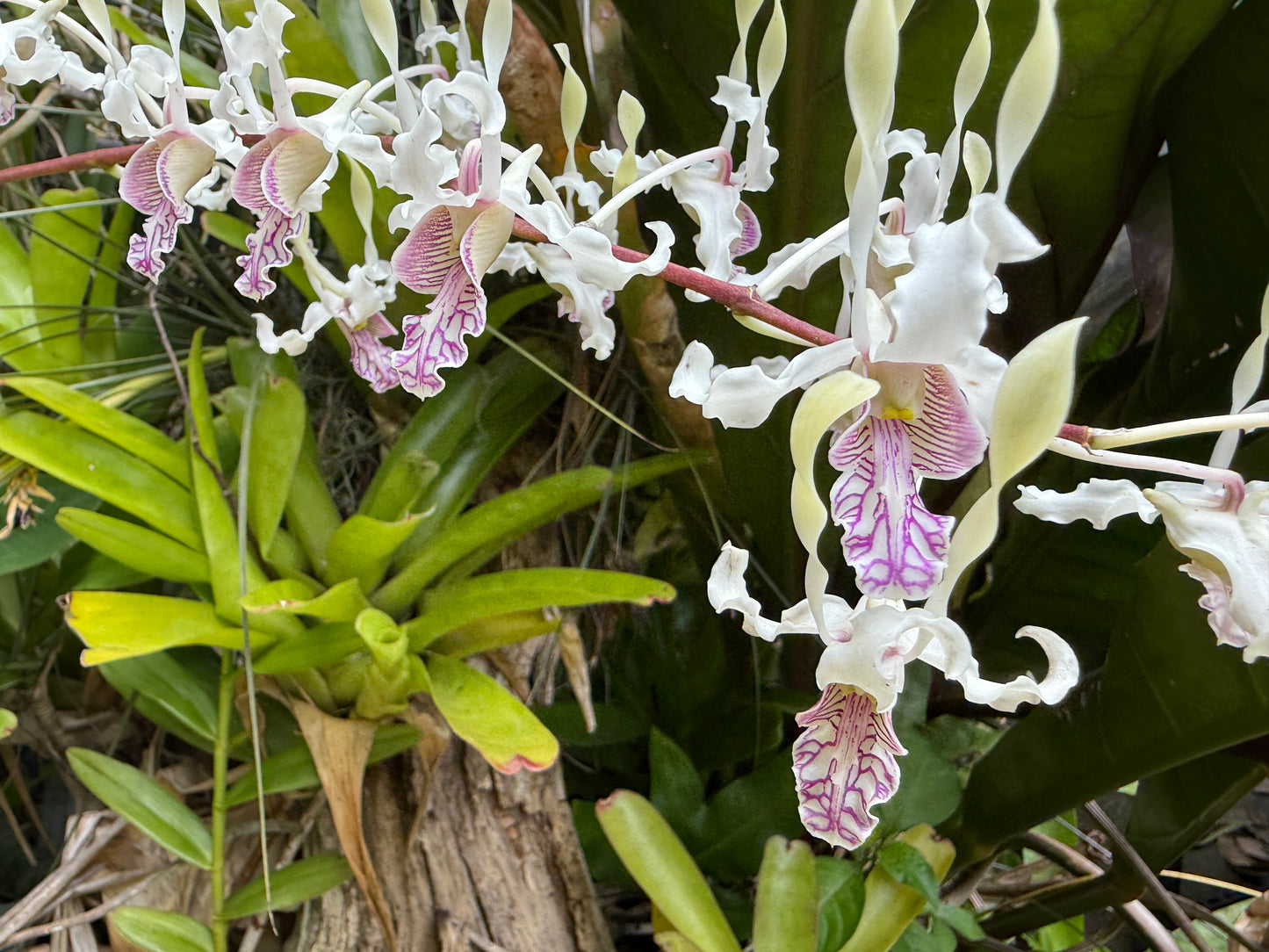 Den. stratiotes x lineale 'Orchid Alley'