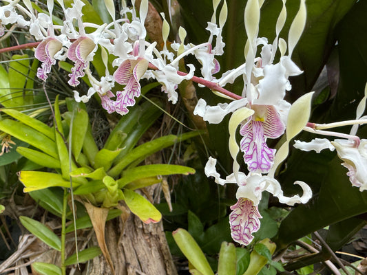 Den. stratiotes x lineale 'Orchid Alley'