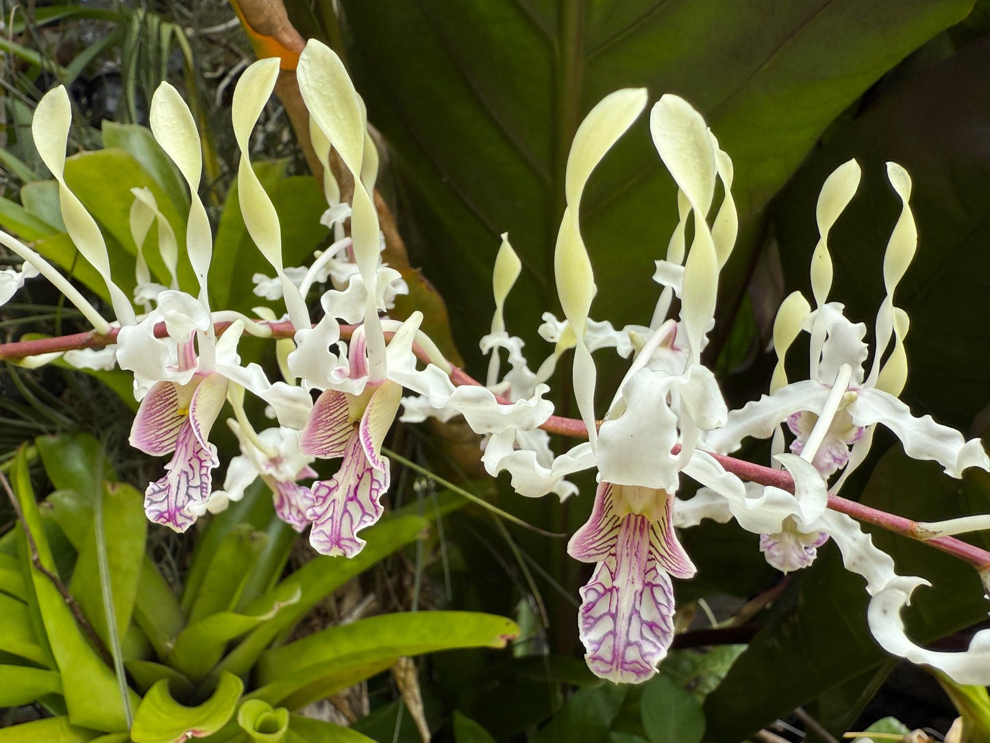 Den. stratiotes x lineale 'Orchid Alley'