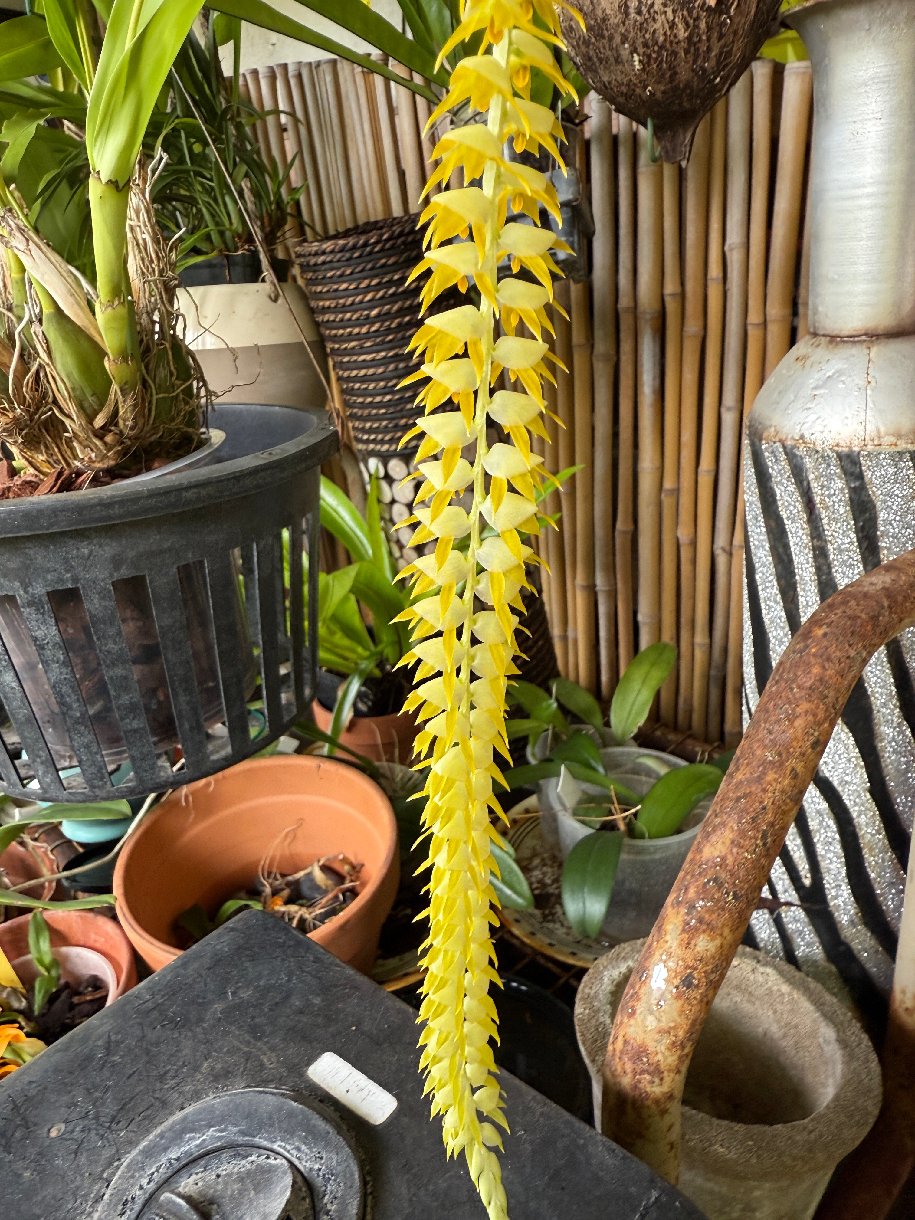 Dendrochilum Magnum – Orchid Alley