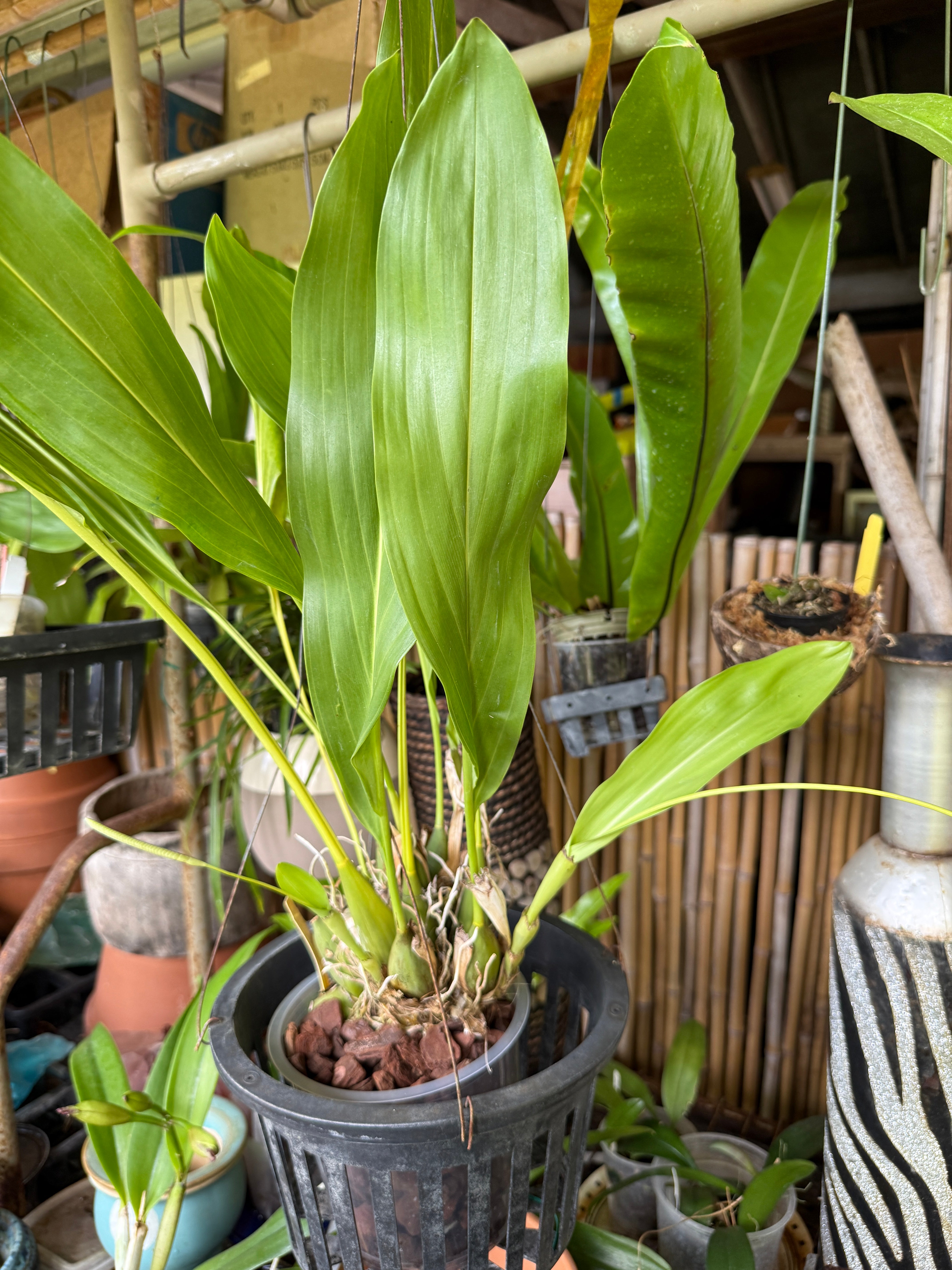 Dendrochilum Magnum – Orchid Alley