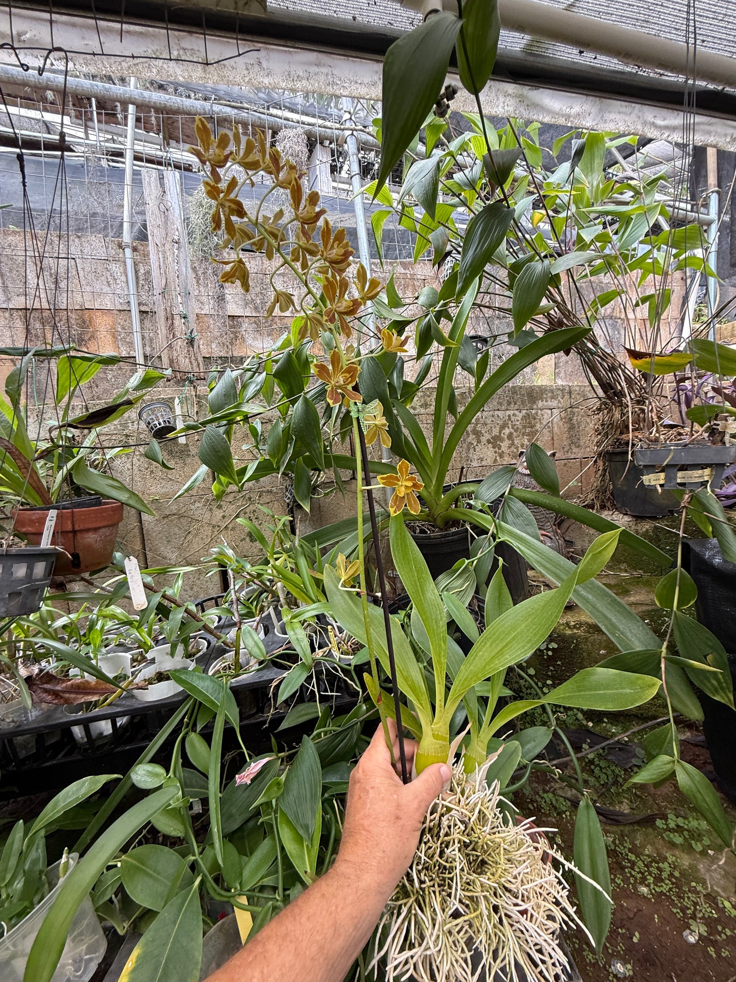 Gram. Crownfox Leopard PK x script. citrinum