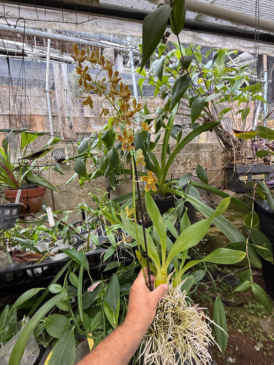 Gram. Crownfox Leopard PK x script. citrinum