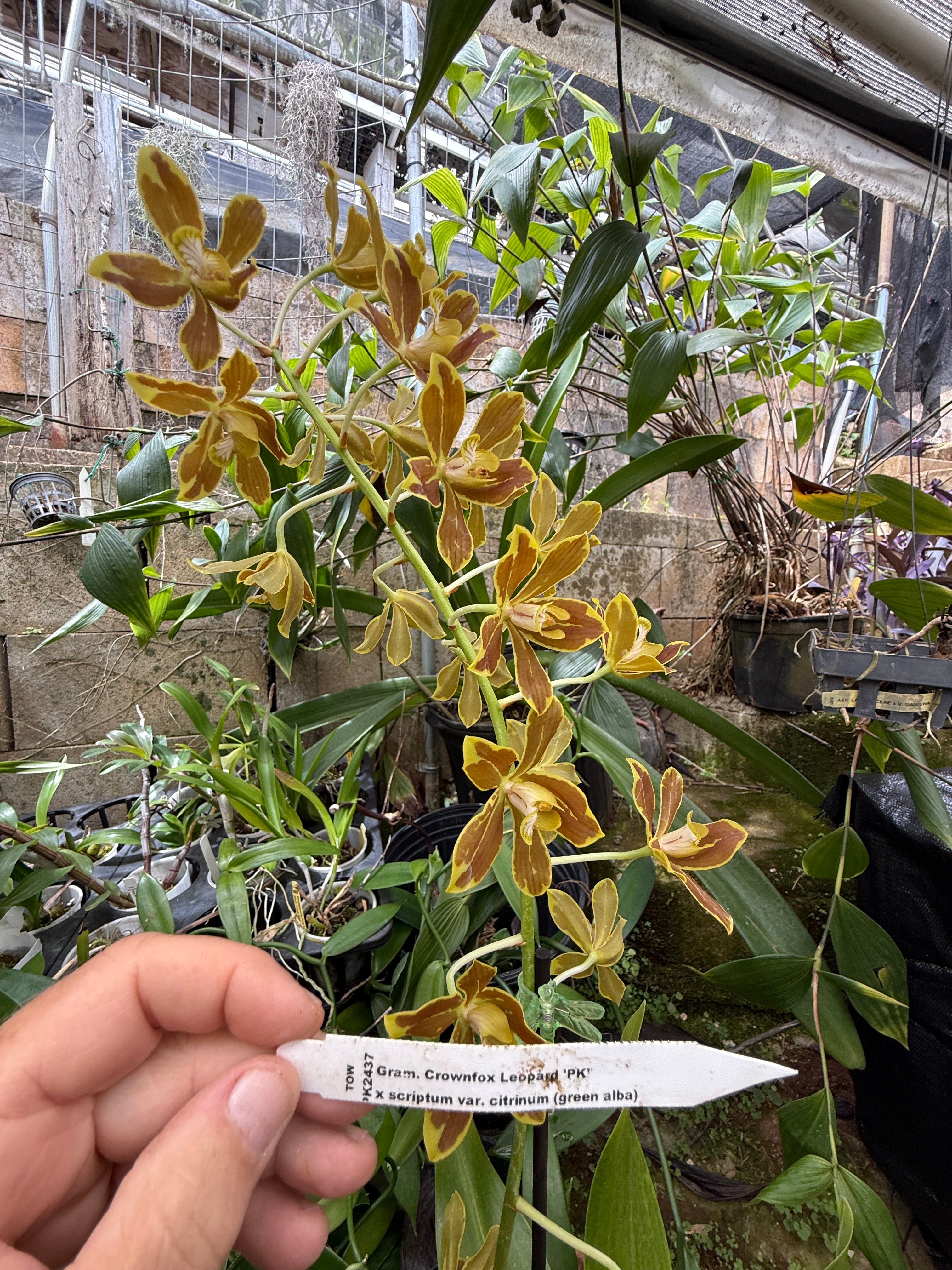 Gram. Crownfox Leopard PK x scriptum citrinum – Orchid Alley