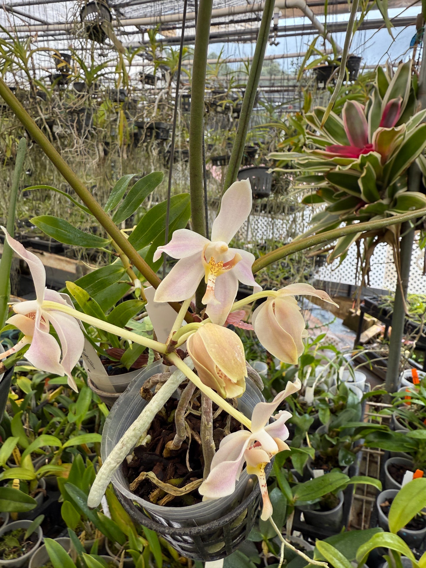 Paraphalaenopsis laycockii