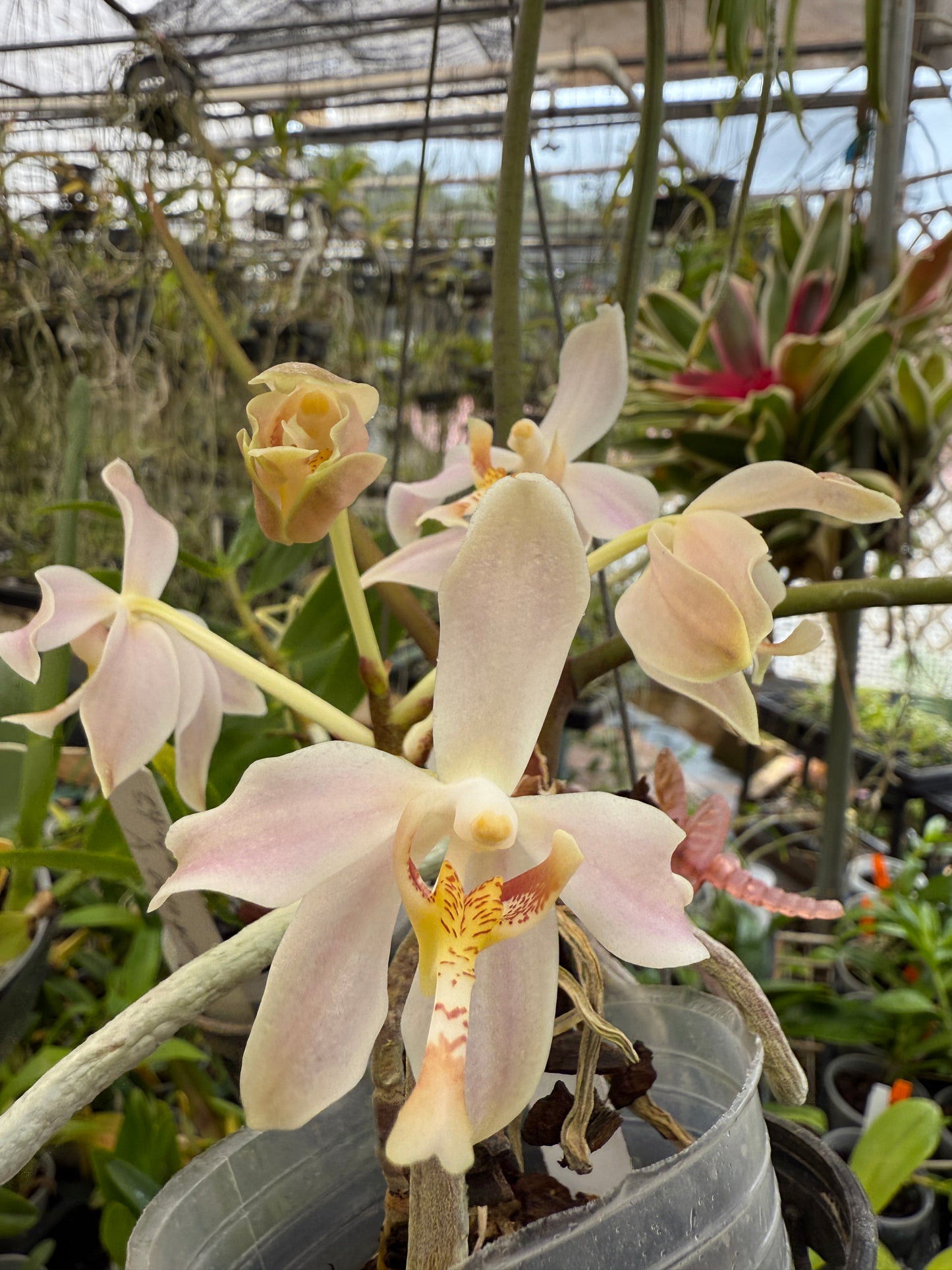 Paraphalaenopsis laycockii