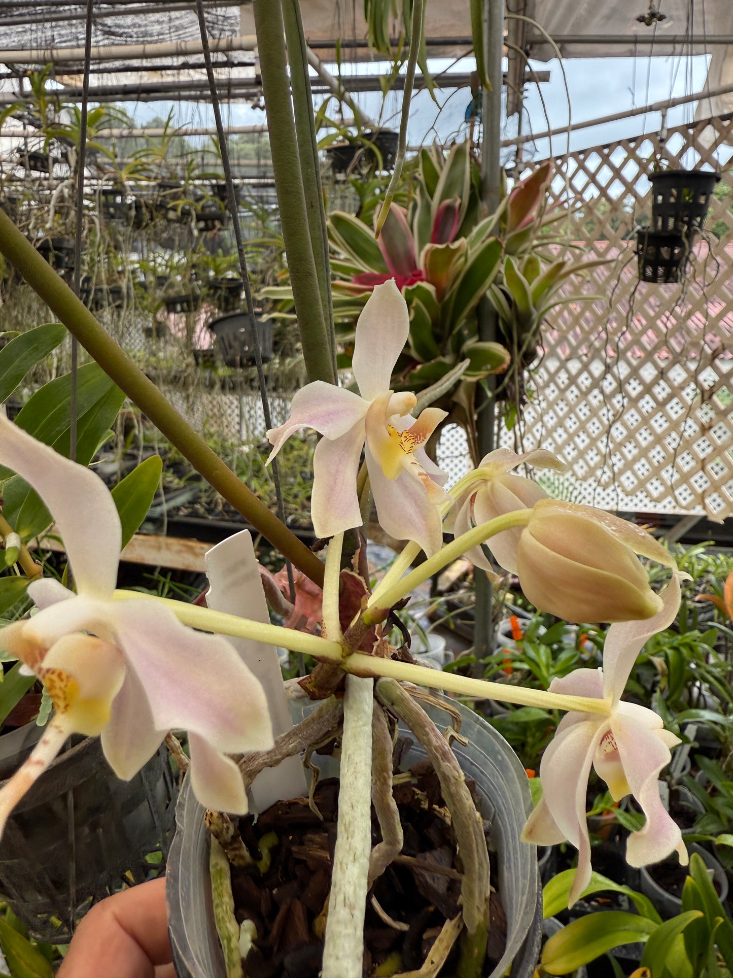 Paraphalaenopsis laycockii