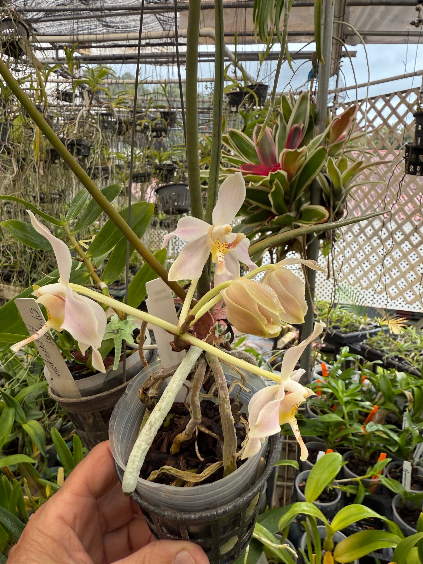 Paraphalaenopsis laycockii