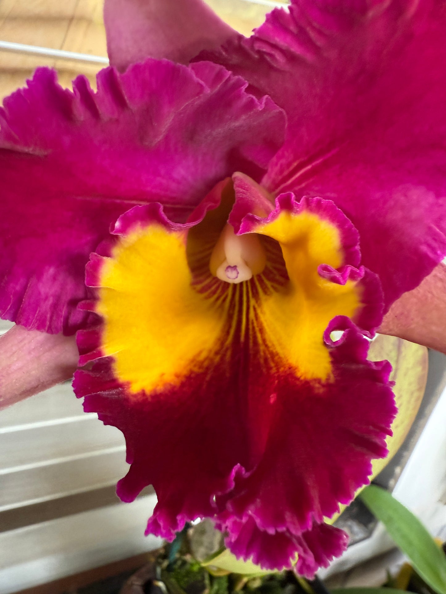 Rlc. Dick Smith 'Dark Beauty'