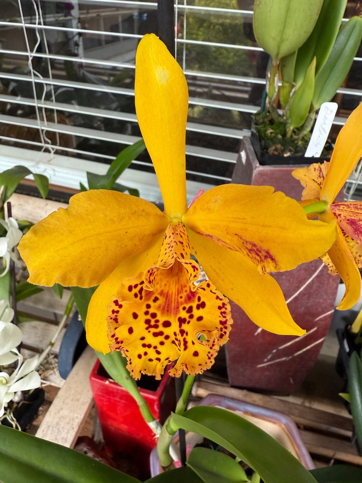 Rby. Copper Queen 'H&R'