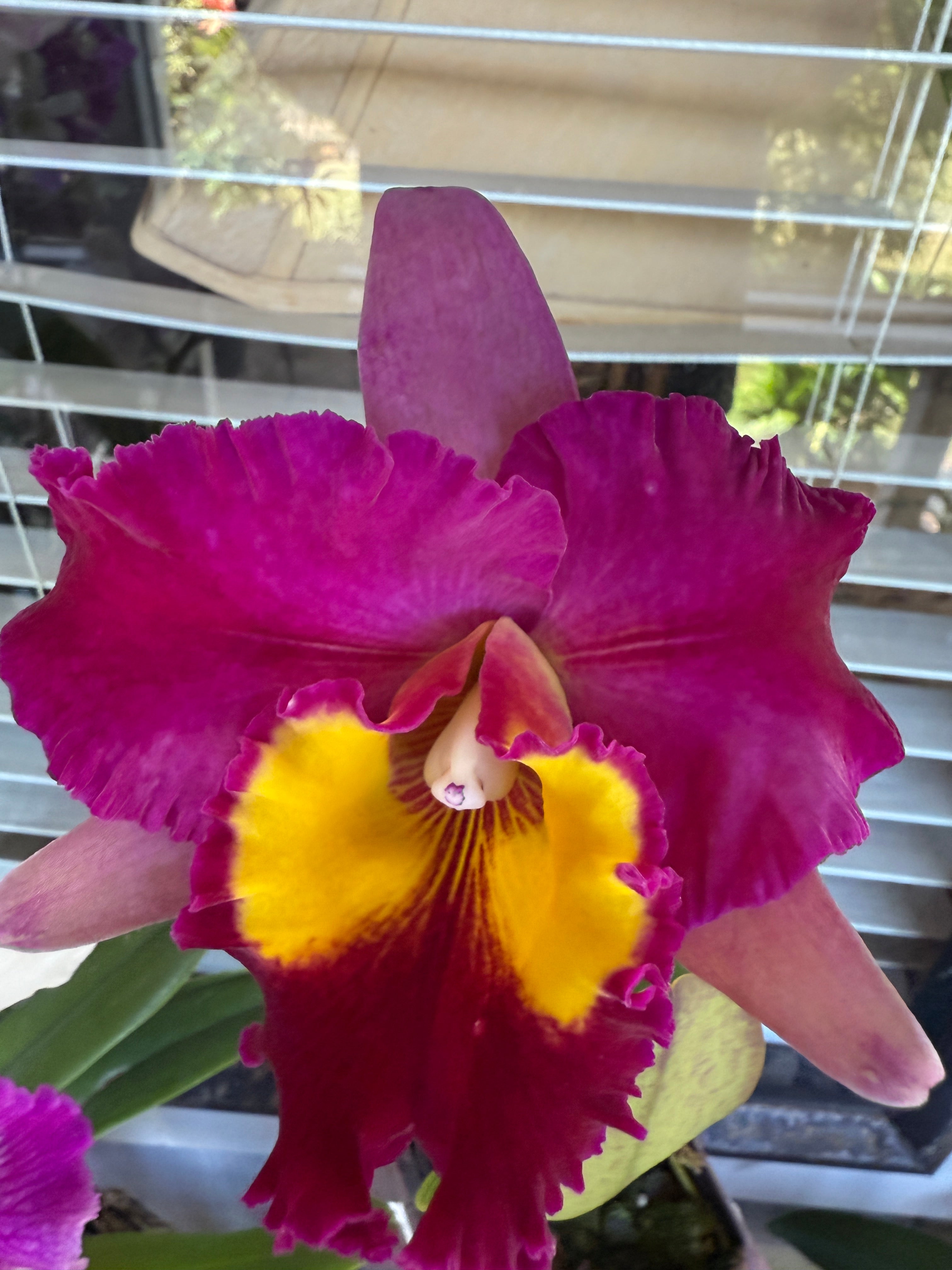 Rlc. Dick Smith 'Dark Beauty' large fragrant flowers – Orchid Alley