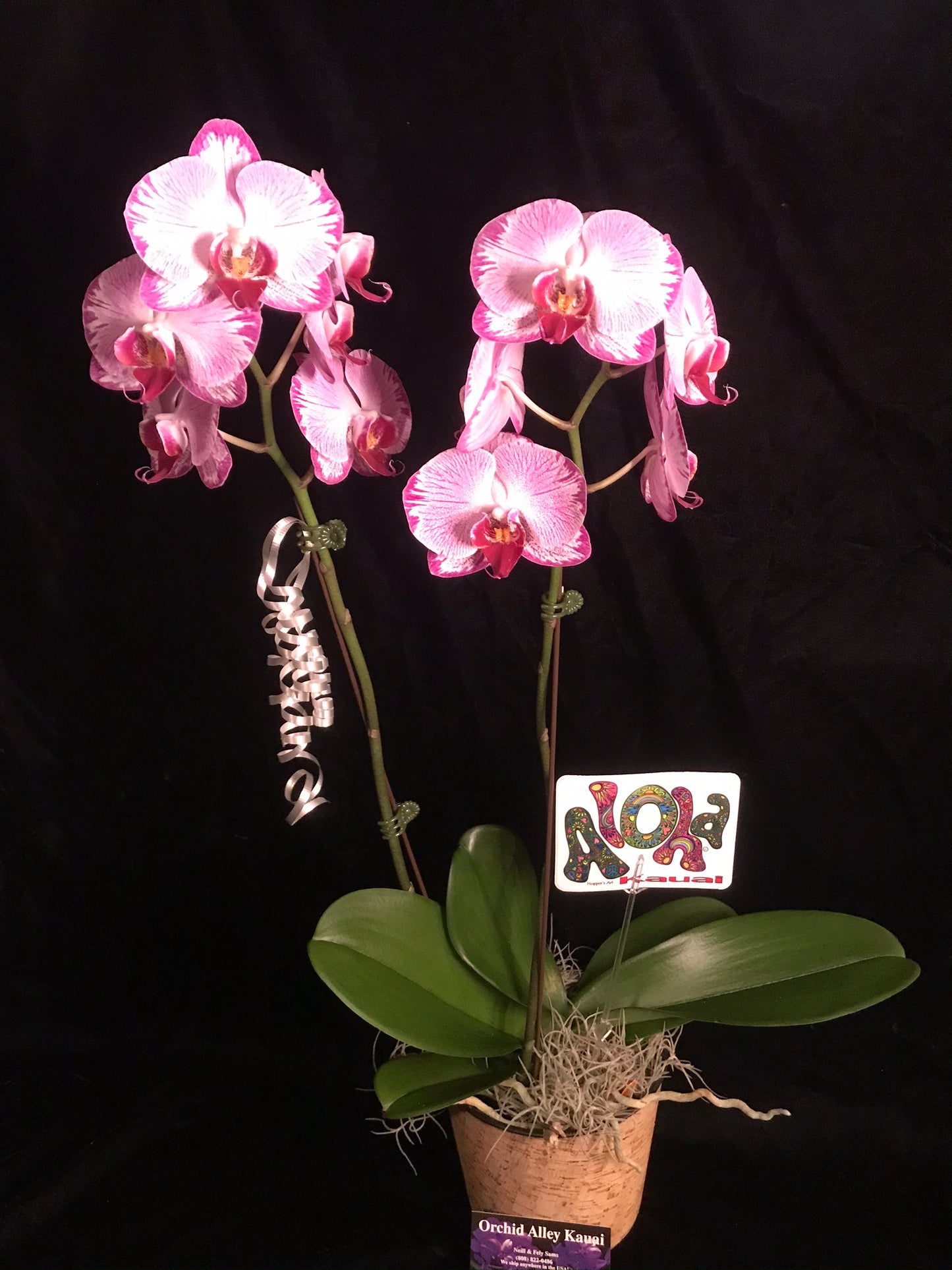 The Double Orchid Gift Basket