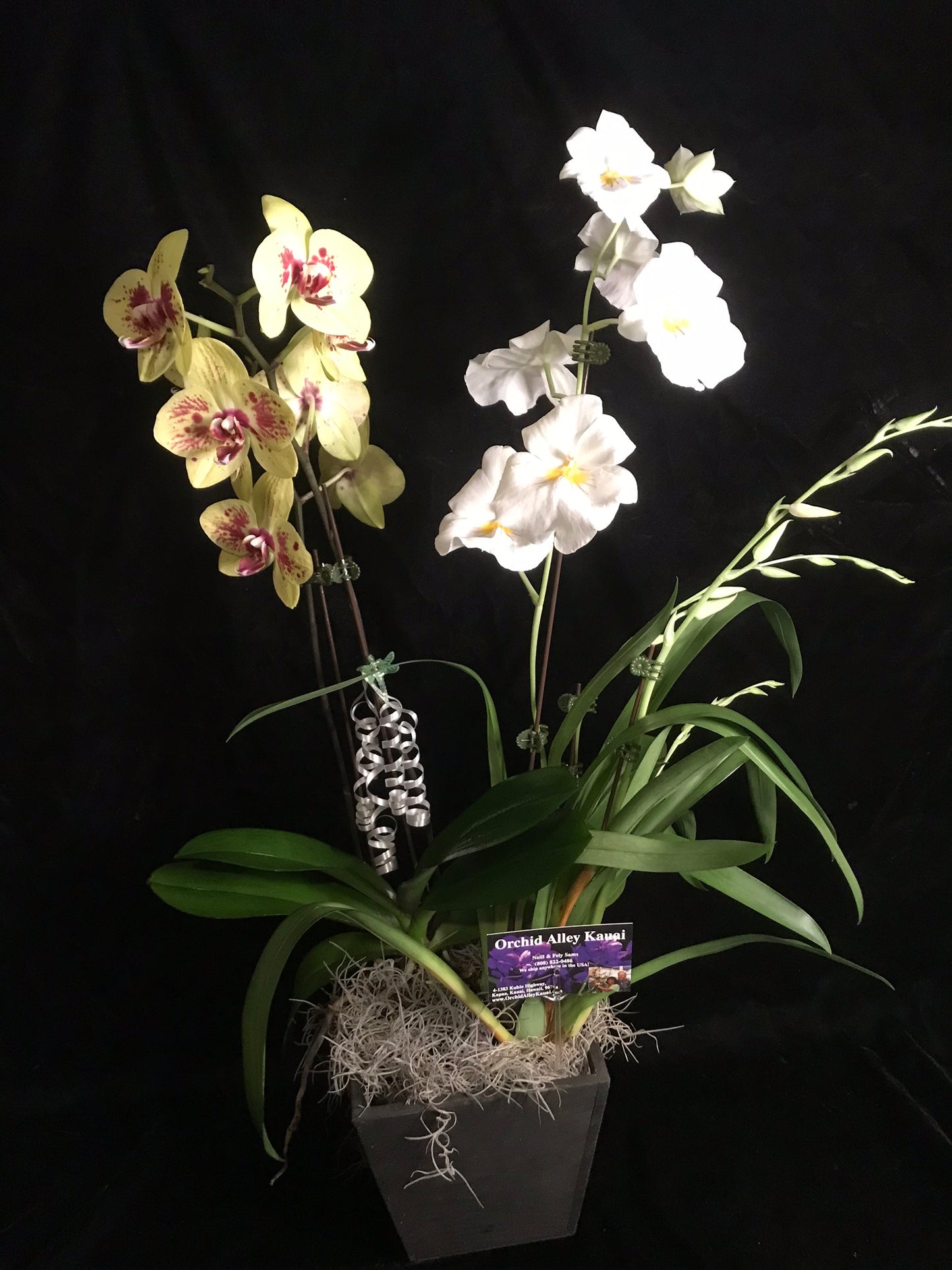 The Double Orchid Gift Basket