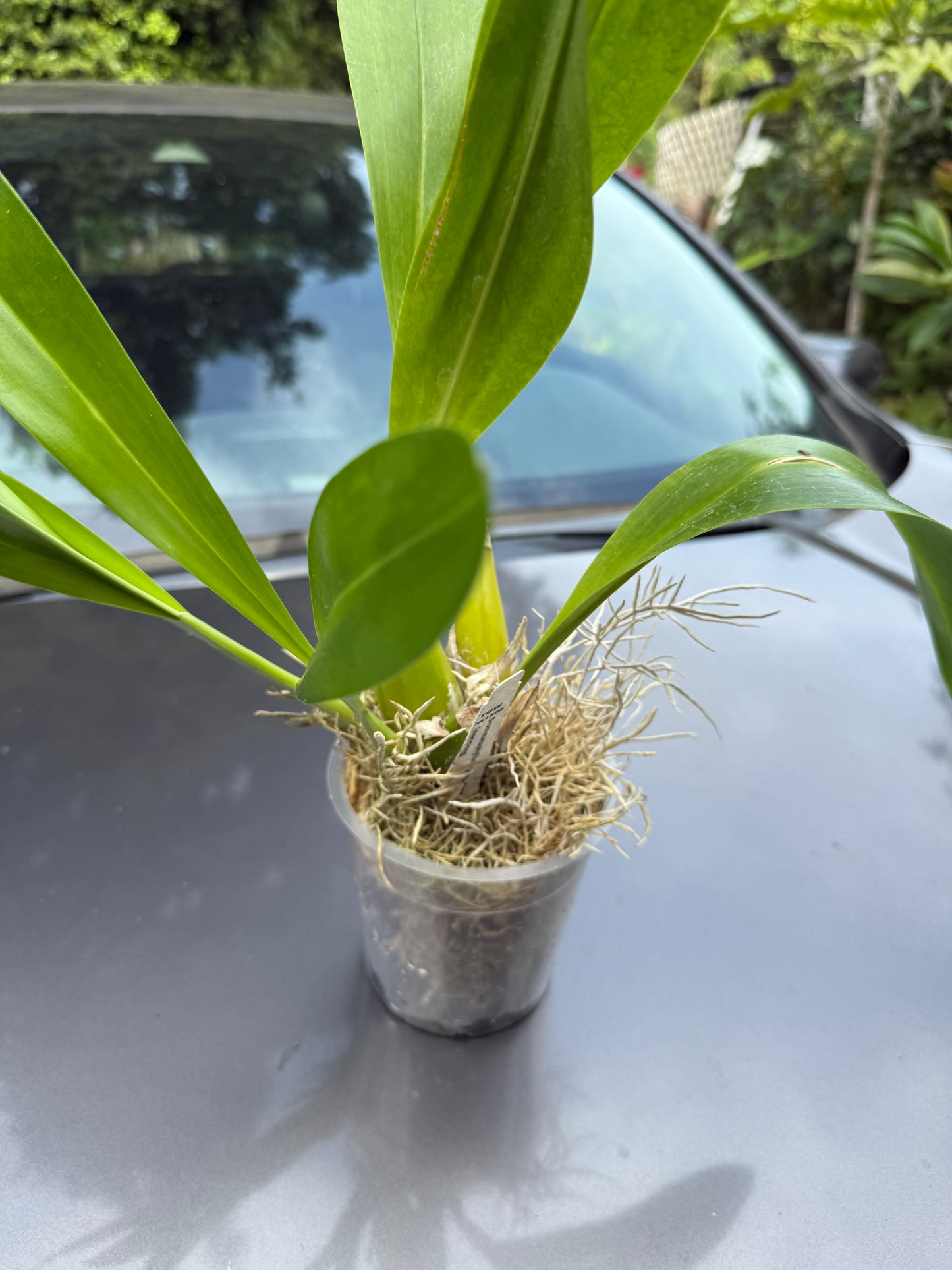 Grammatophyllum Jumbo Grand 'PK'