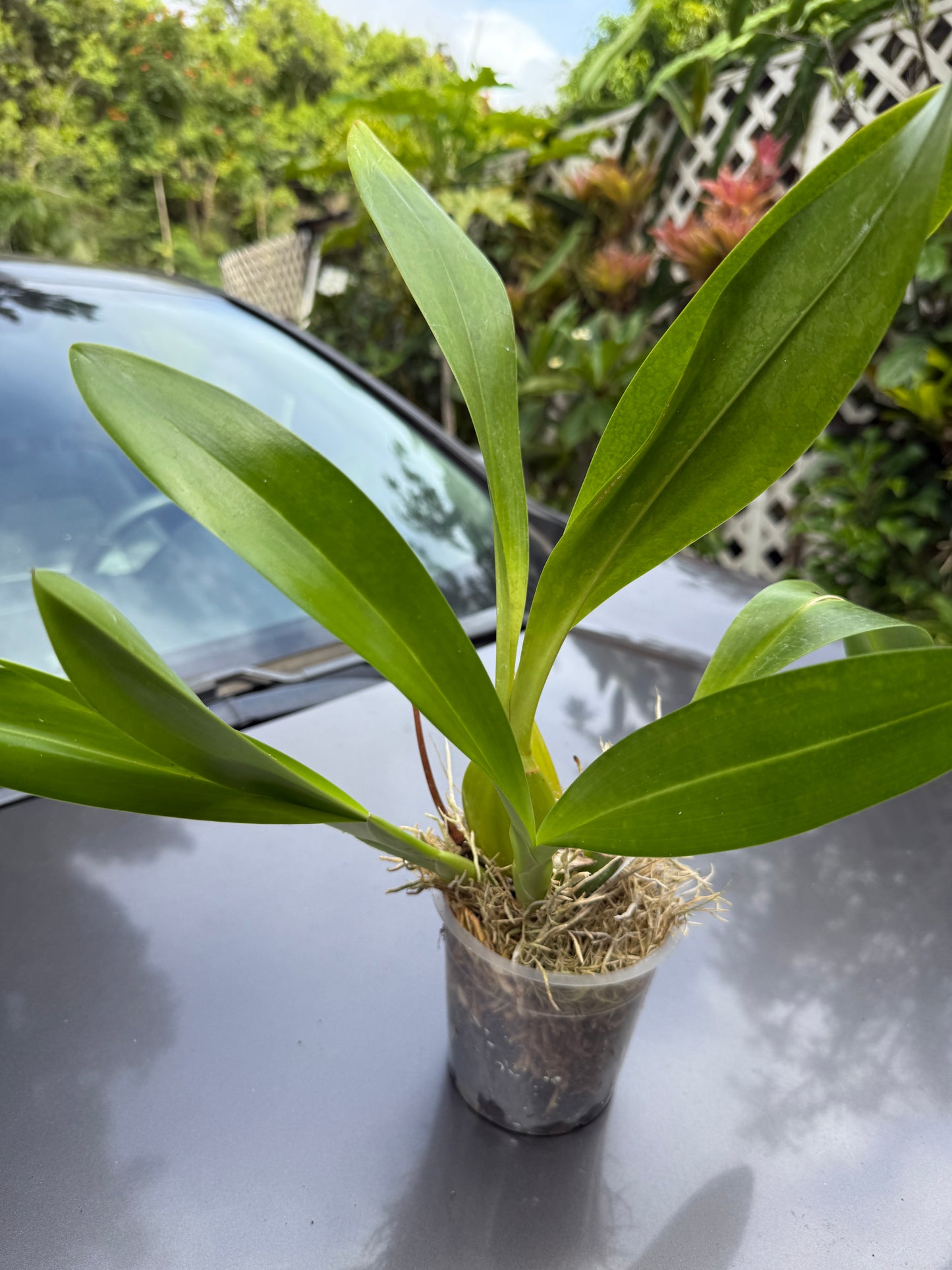 Grammatophyllum Jumbo Grand 'PK'