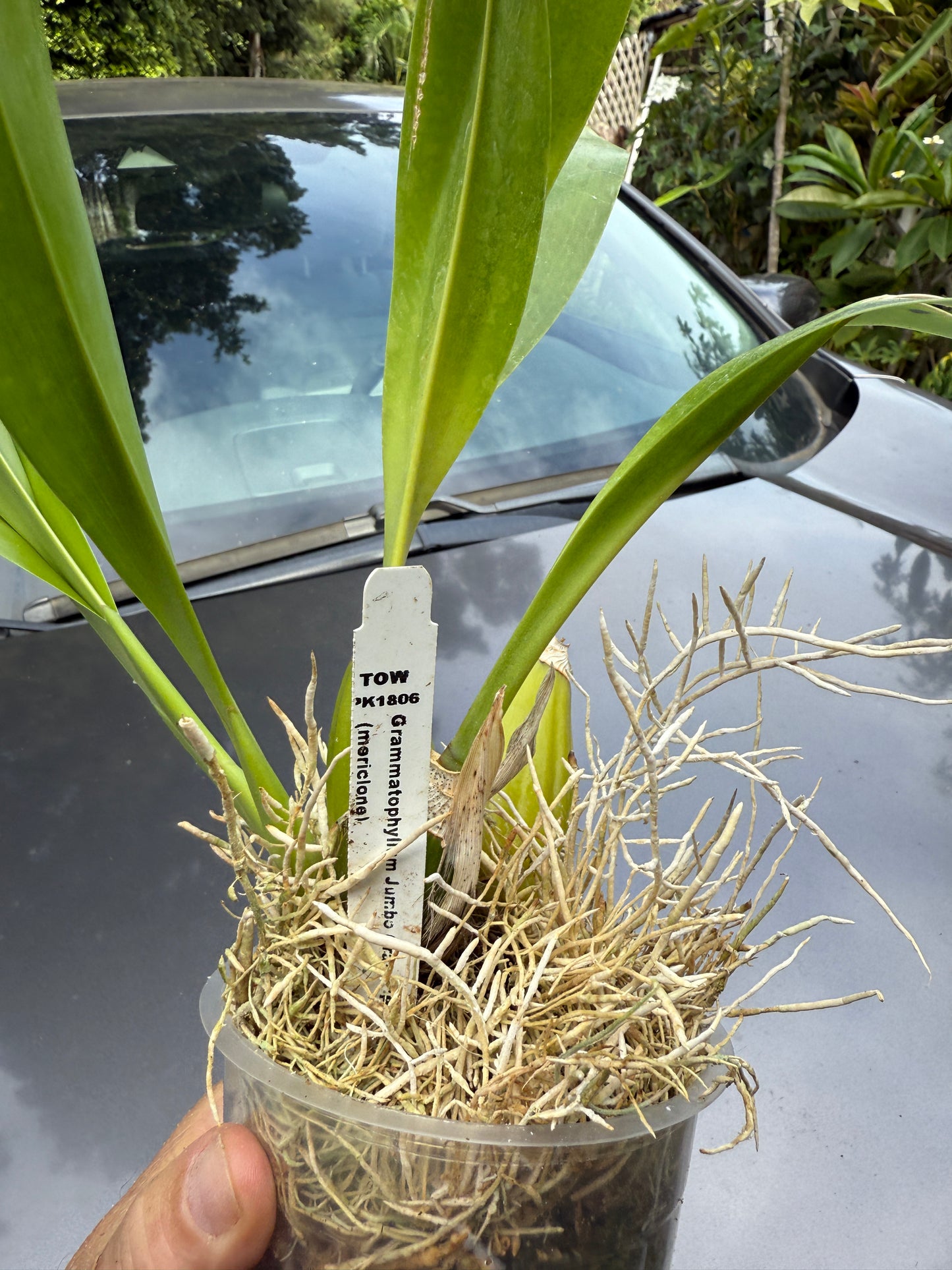 Grammatophyllum Jumbo Grand 'PK'