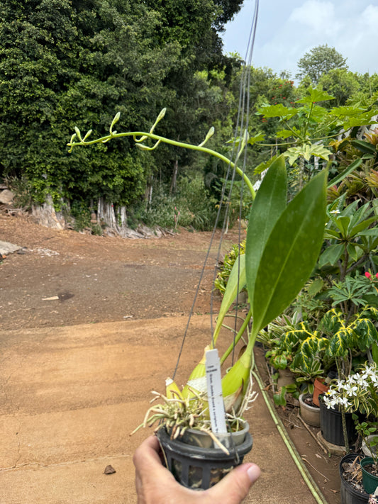 Gram Jumbo Grand x Scriptum 'Dwarf'