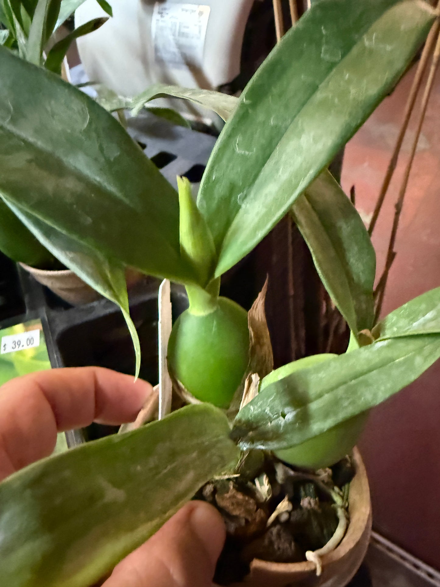 Prosthechea Green Hornet (Psh. cochleata x trulla)