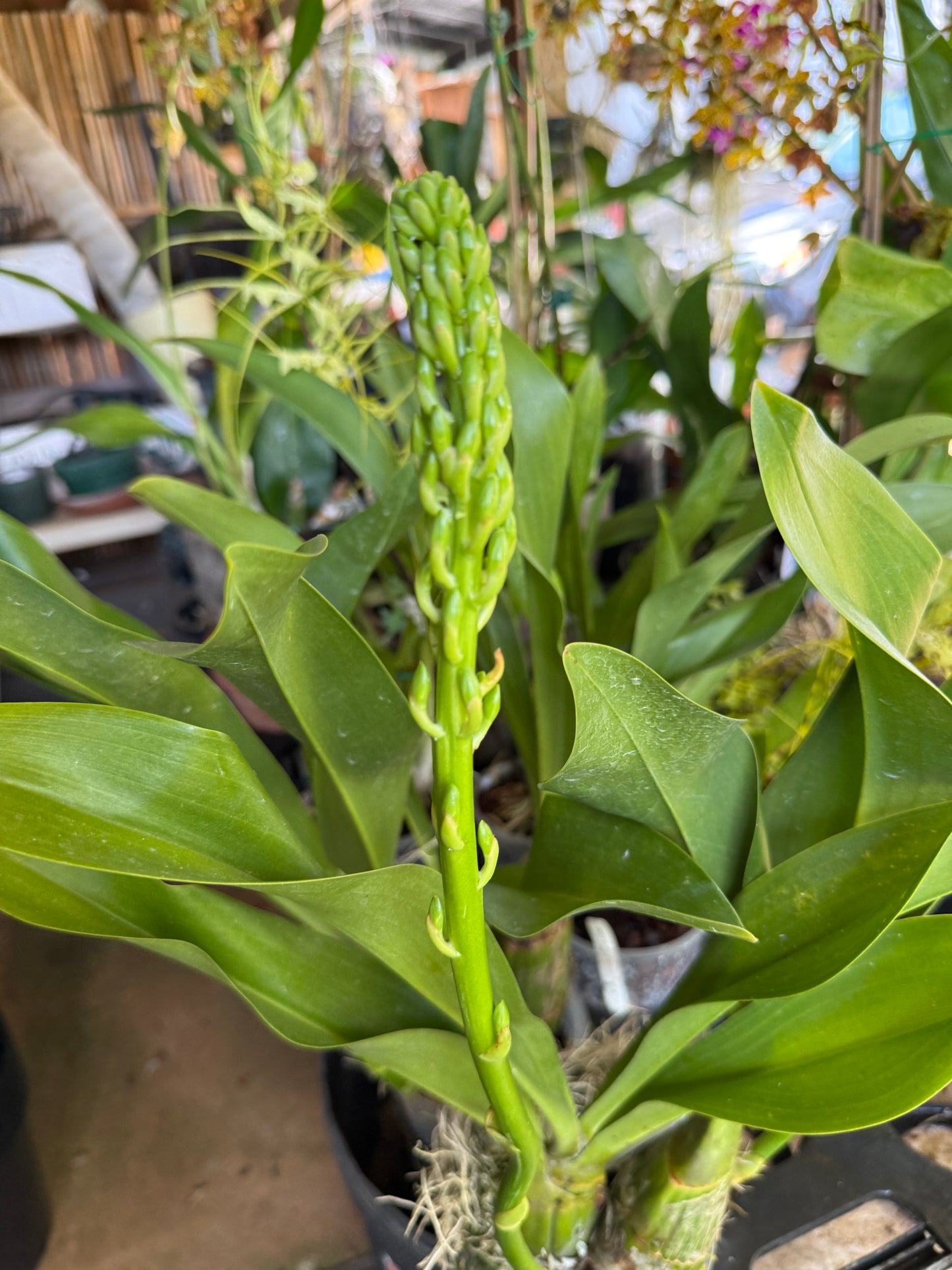 Grammatophyllum Scriptum Citrinum,