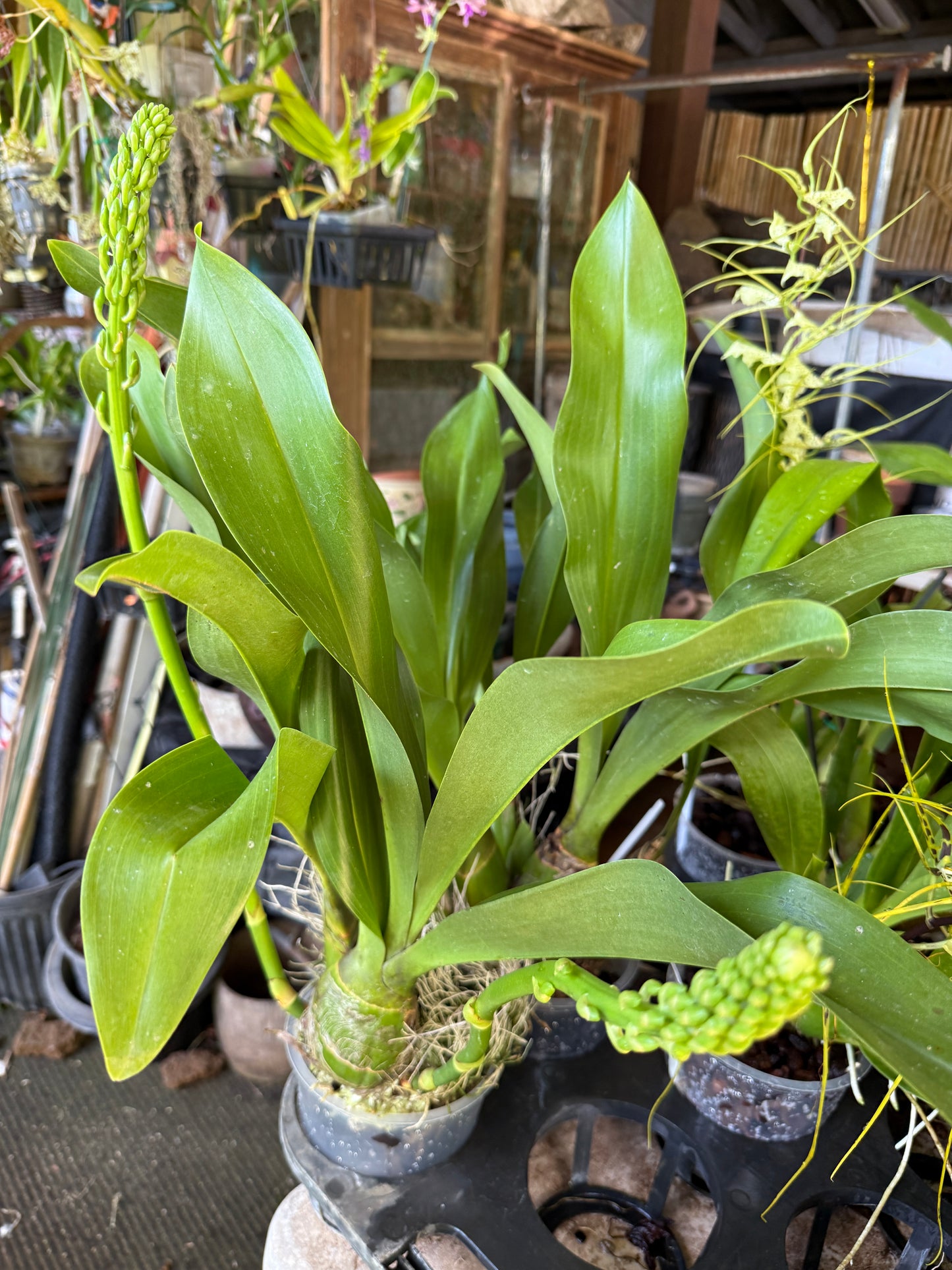 Grammatophyllum Scriptum Citrinum,