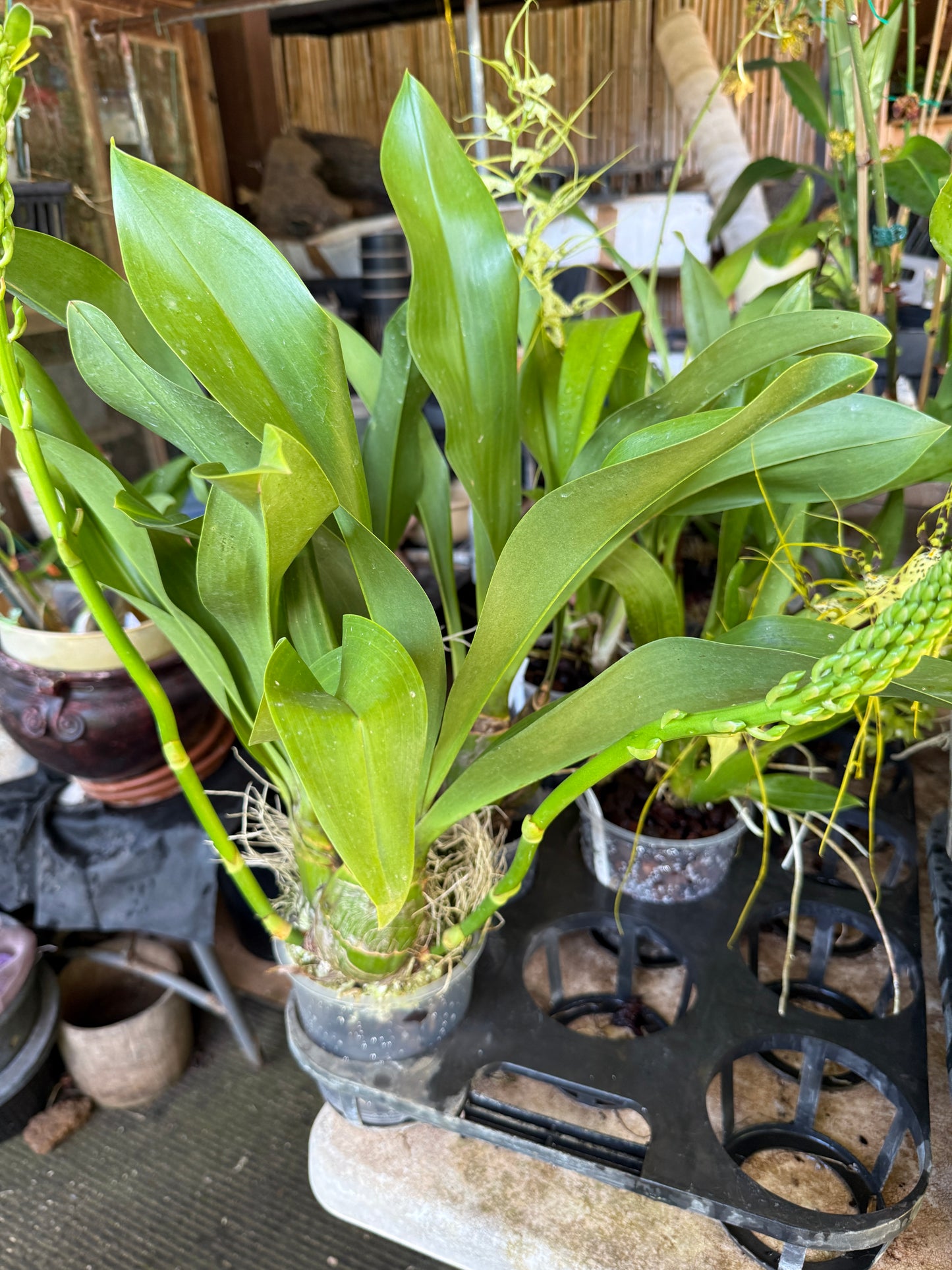 Grammatophyllum Scriptum Citrinum,