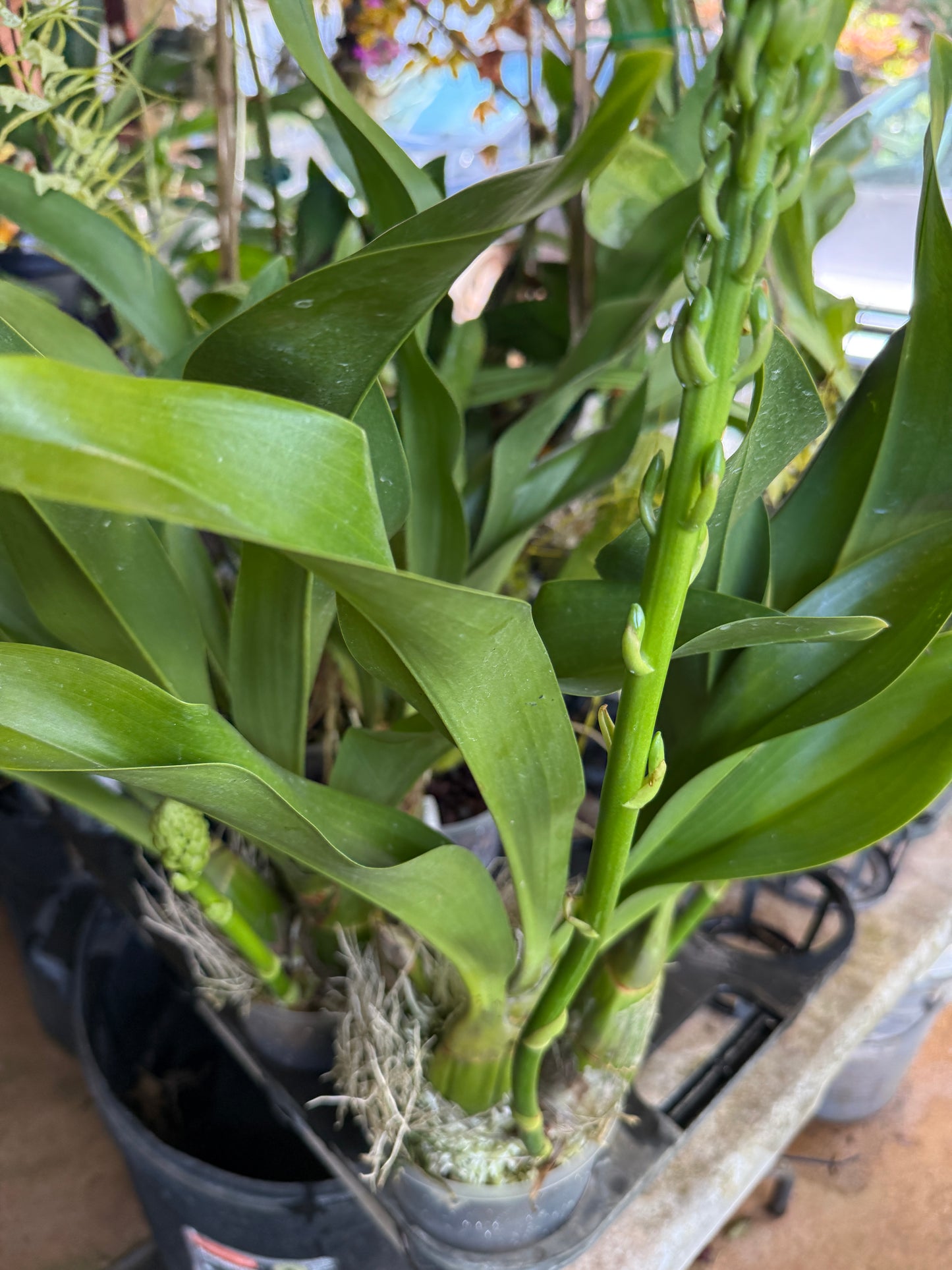 Grammatophyllum Scriptum Citrinum,