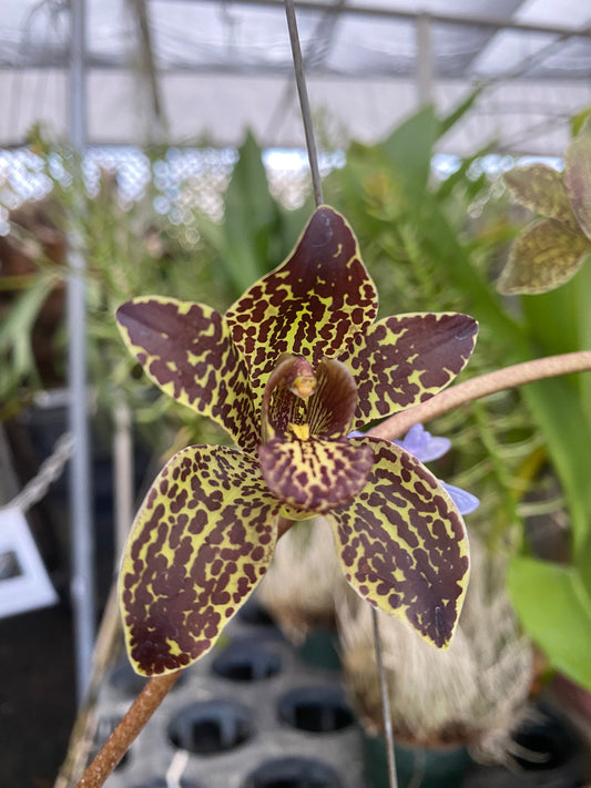 Grammatophyllum Jumbo Grand 'PK'