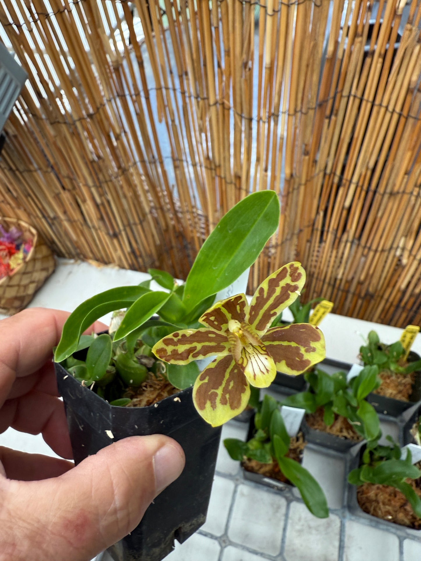 Gram. scriptum multiflora 'Fortune Tiger'