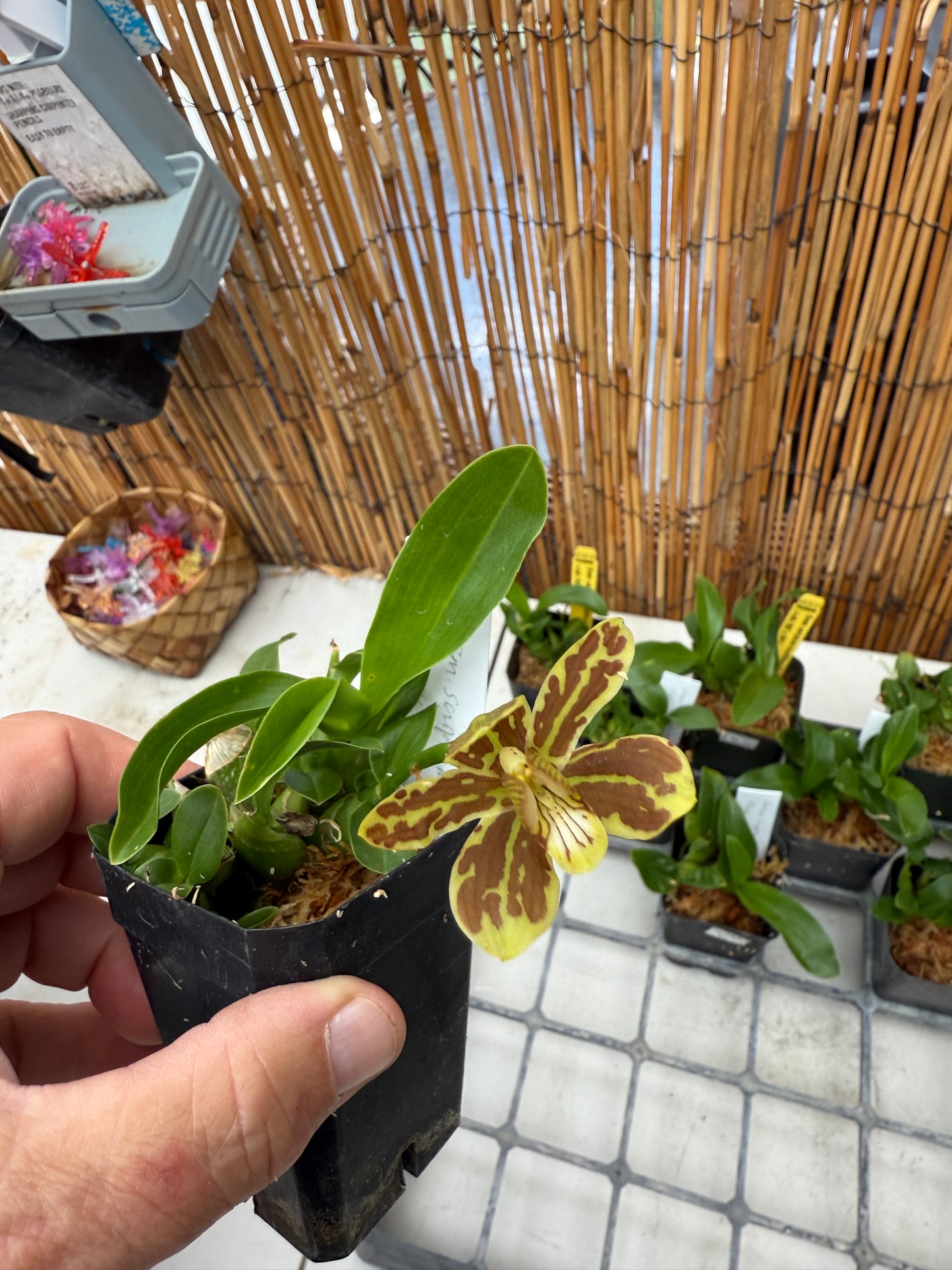 Gram. scriptum multiflora 'Fortune Tiger'