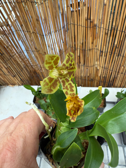 Gram. scriptum multiflora 'Fortune Tiger'