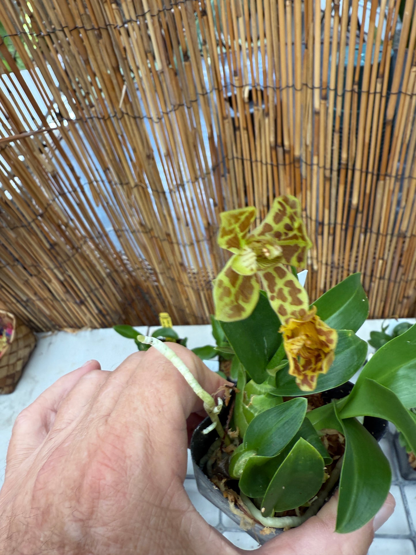 Gram. scriptum multiflora 'Fortune Tiger'