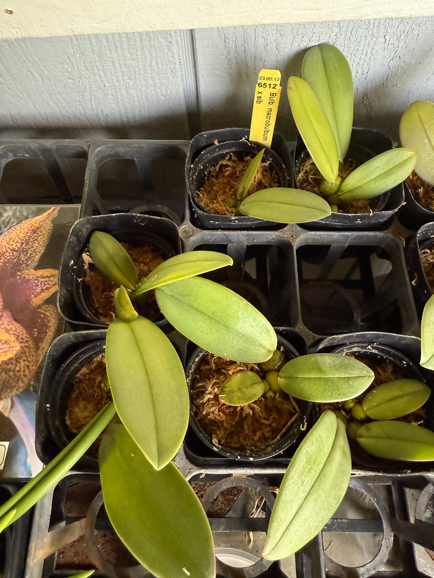 Bulbophyllum macrobulbon