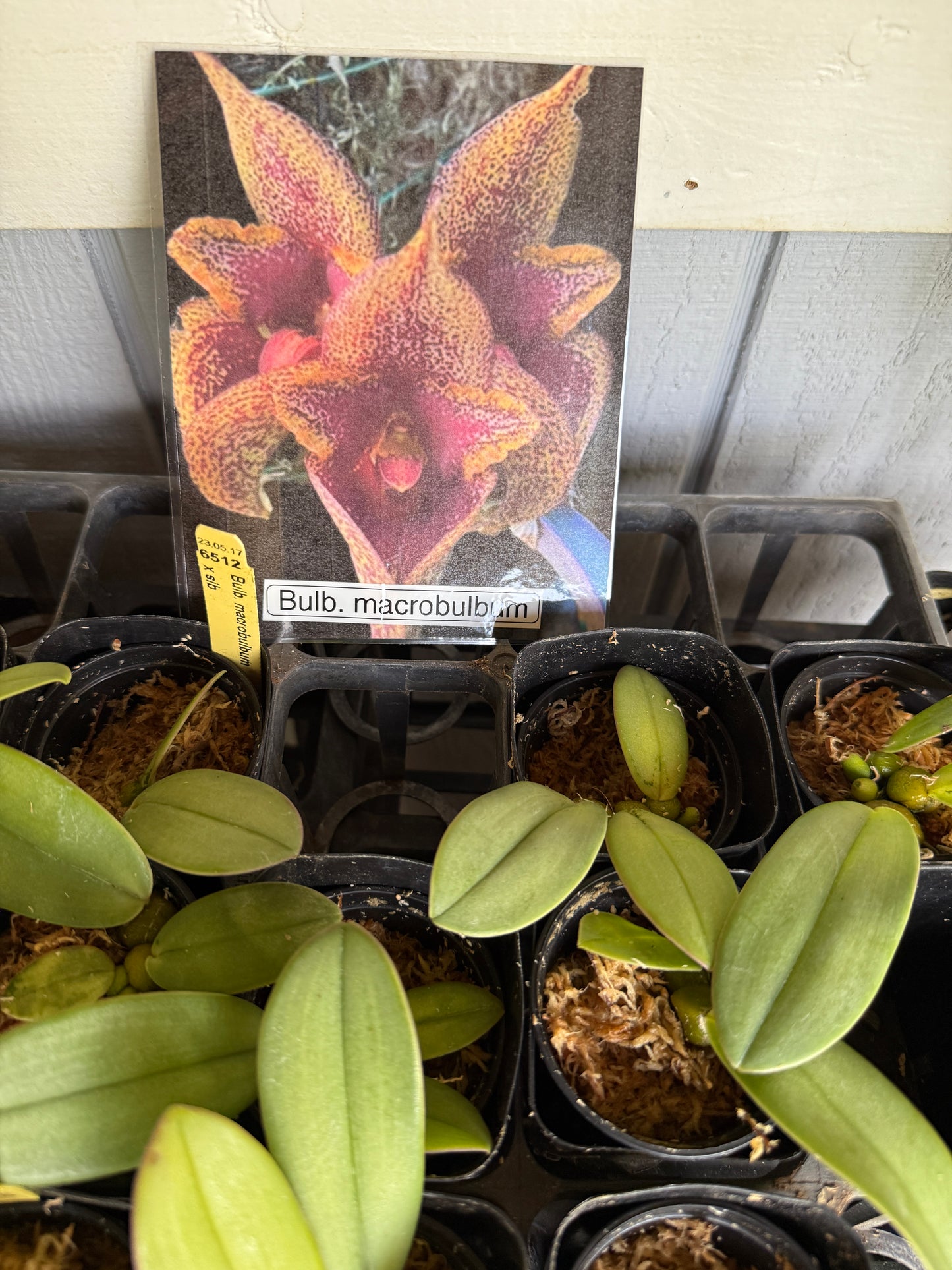 Bulbophyllum macrobulbon