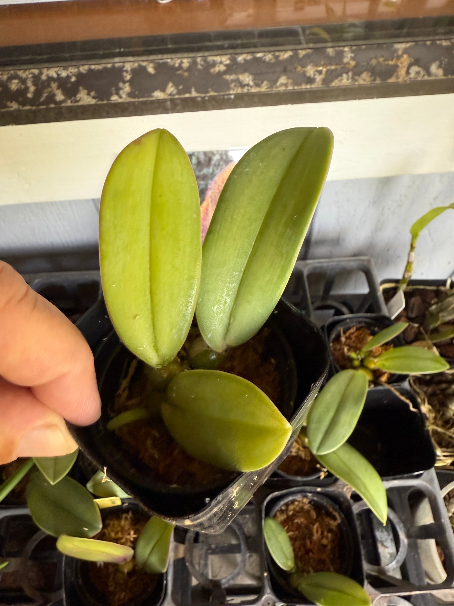 Bulbophyllum macrobulbon