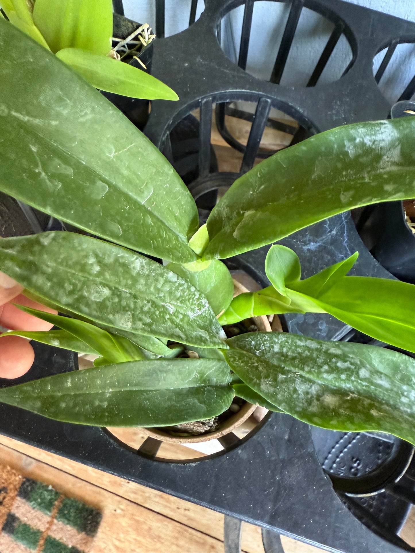 Prosthechea Green Hornet (Psh. cochleata x trulla)