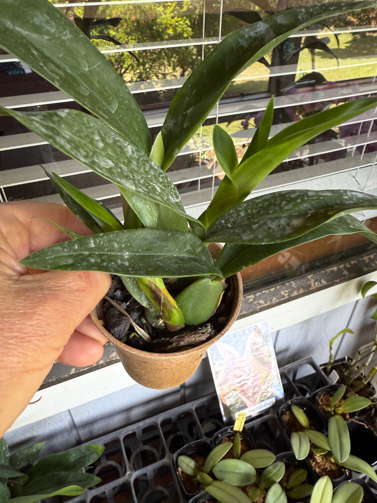 Prosthechea Green Hornet (Psh. cochleata x trulla)