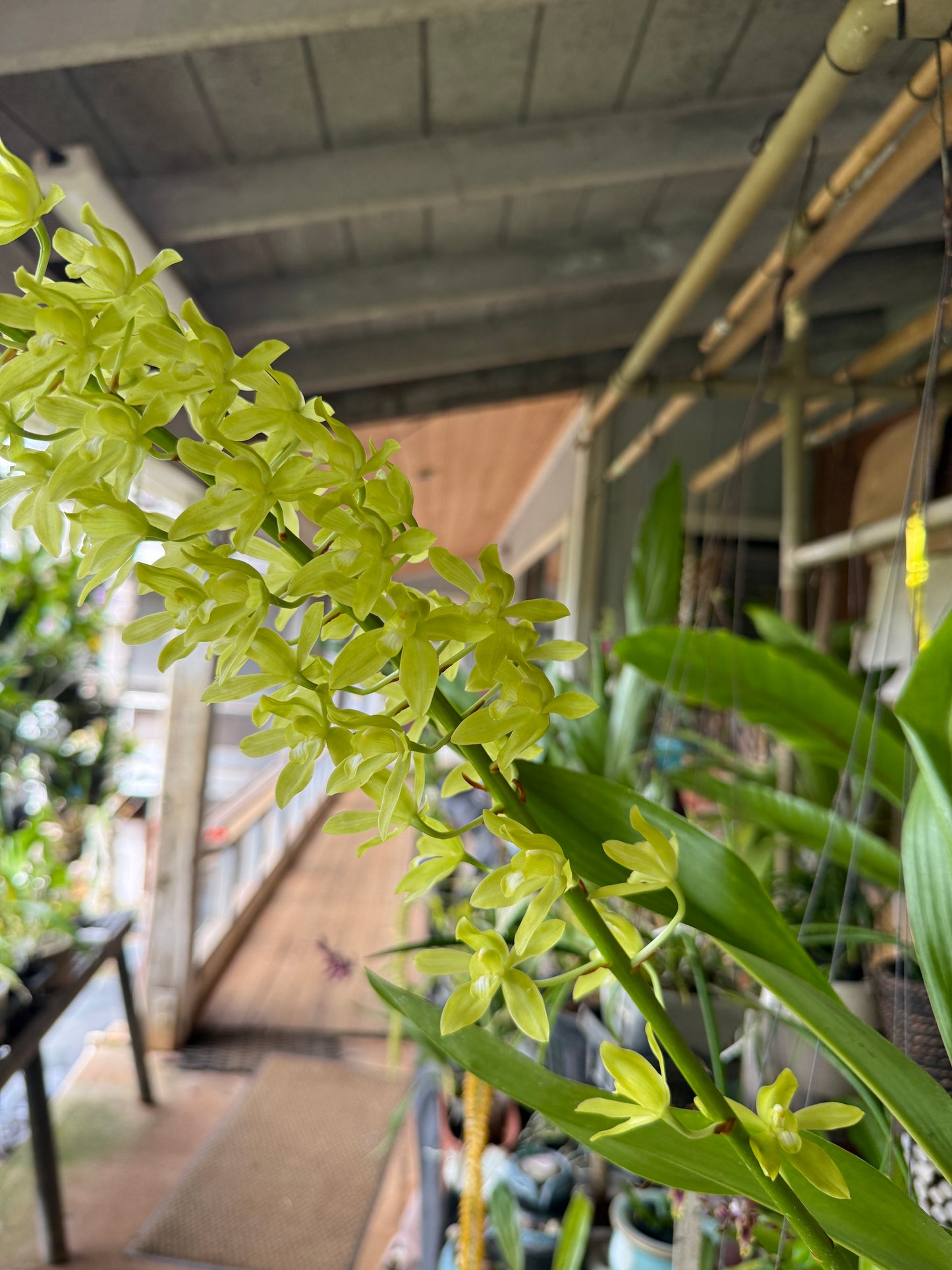 Grammatophyllum Scriptum Citrinum,