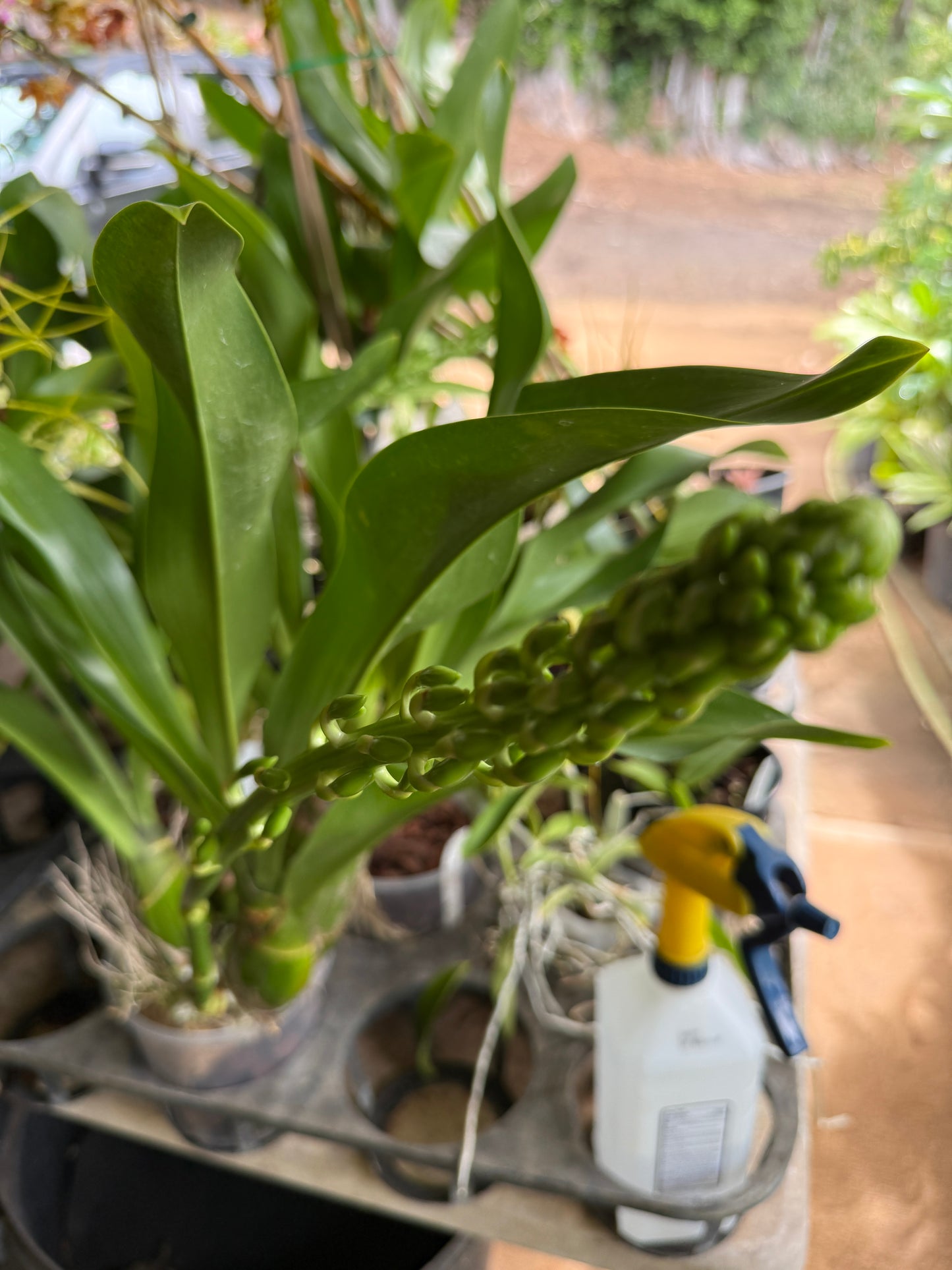 Grammatophyllum Scriptum Citrinum,