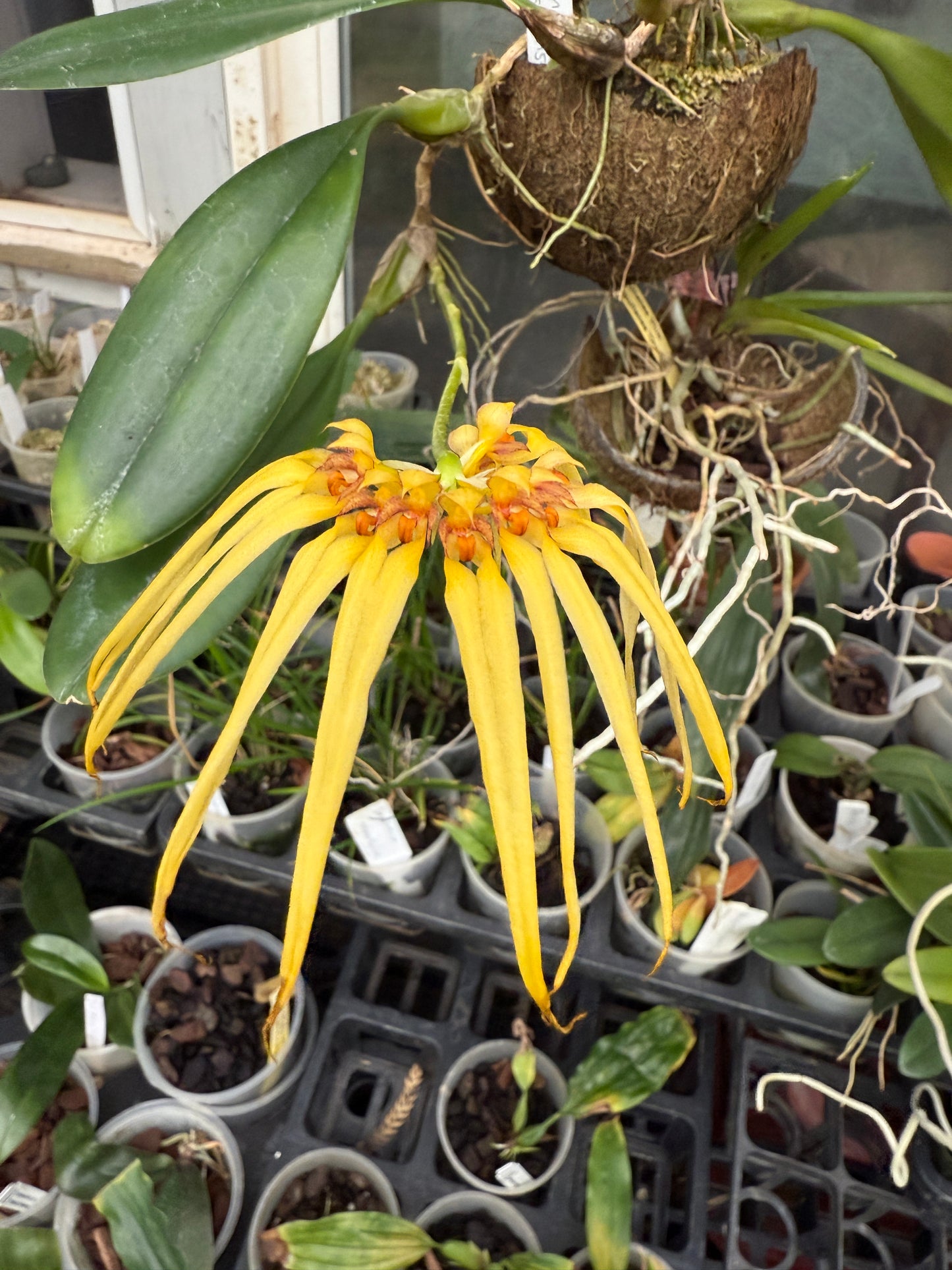 Bulbophyllum masterianum x surigaense